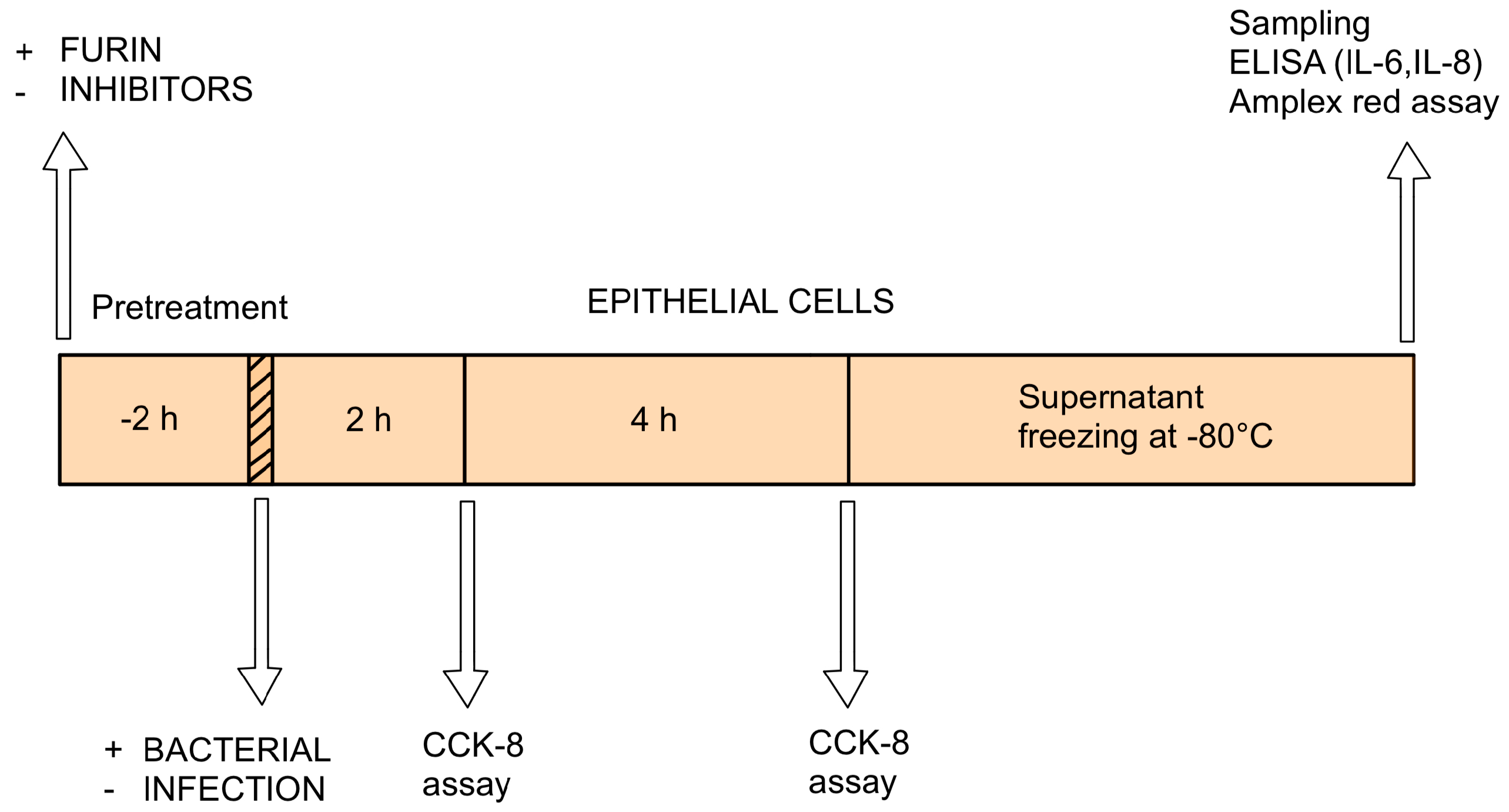 Antibiotics 14 00431 g008