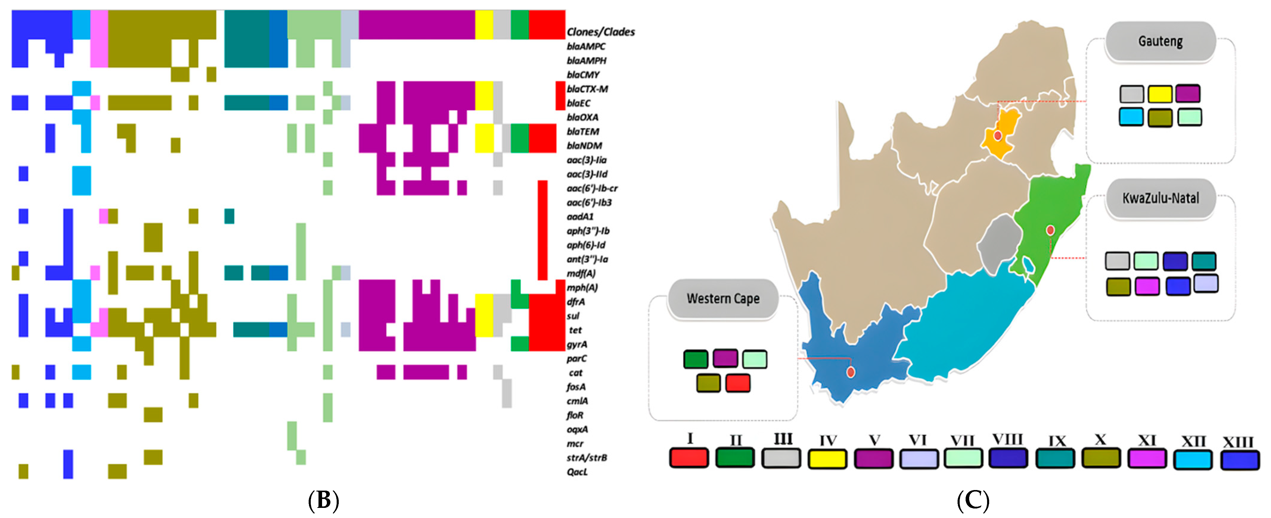 Antibiotics 14 00446 g006b