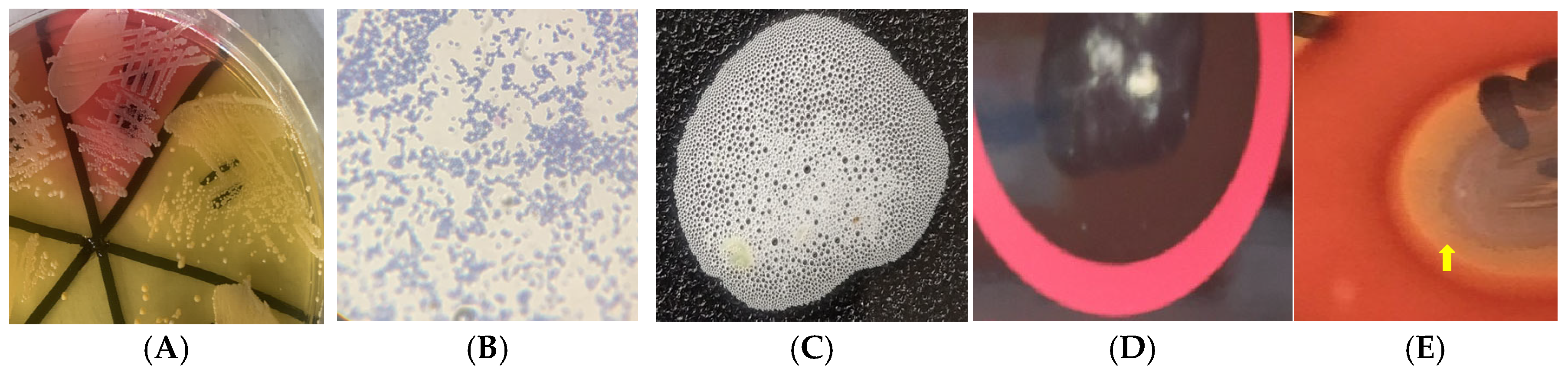 Antibiotics 14 00453 g002a