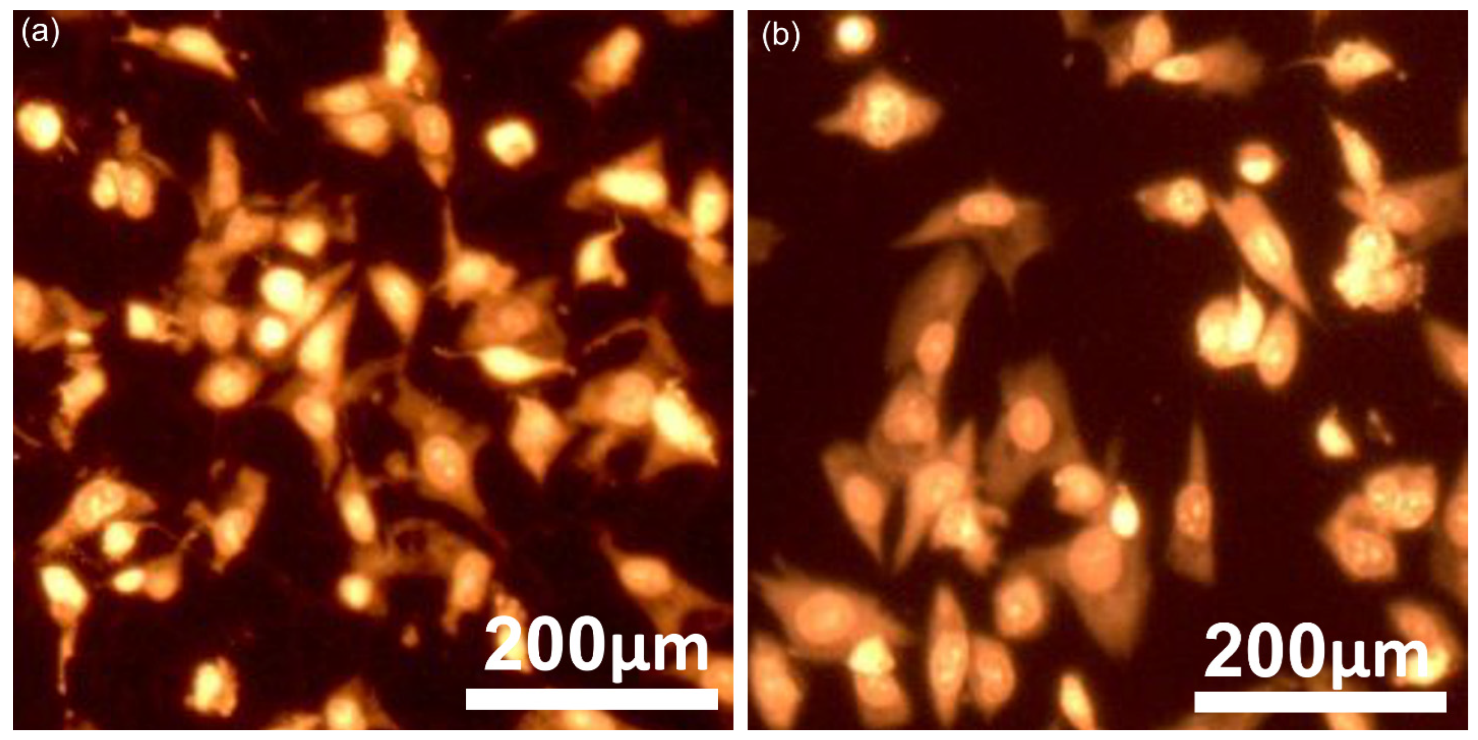 Antibiotics 14 00455 g015