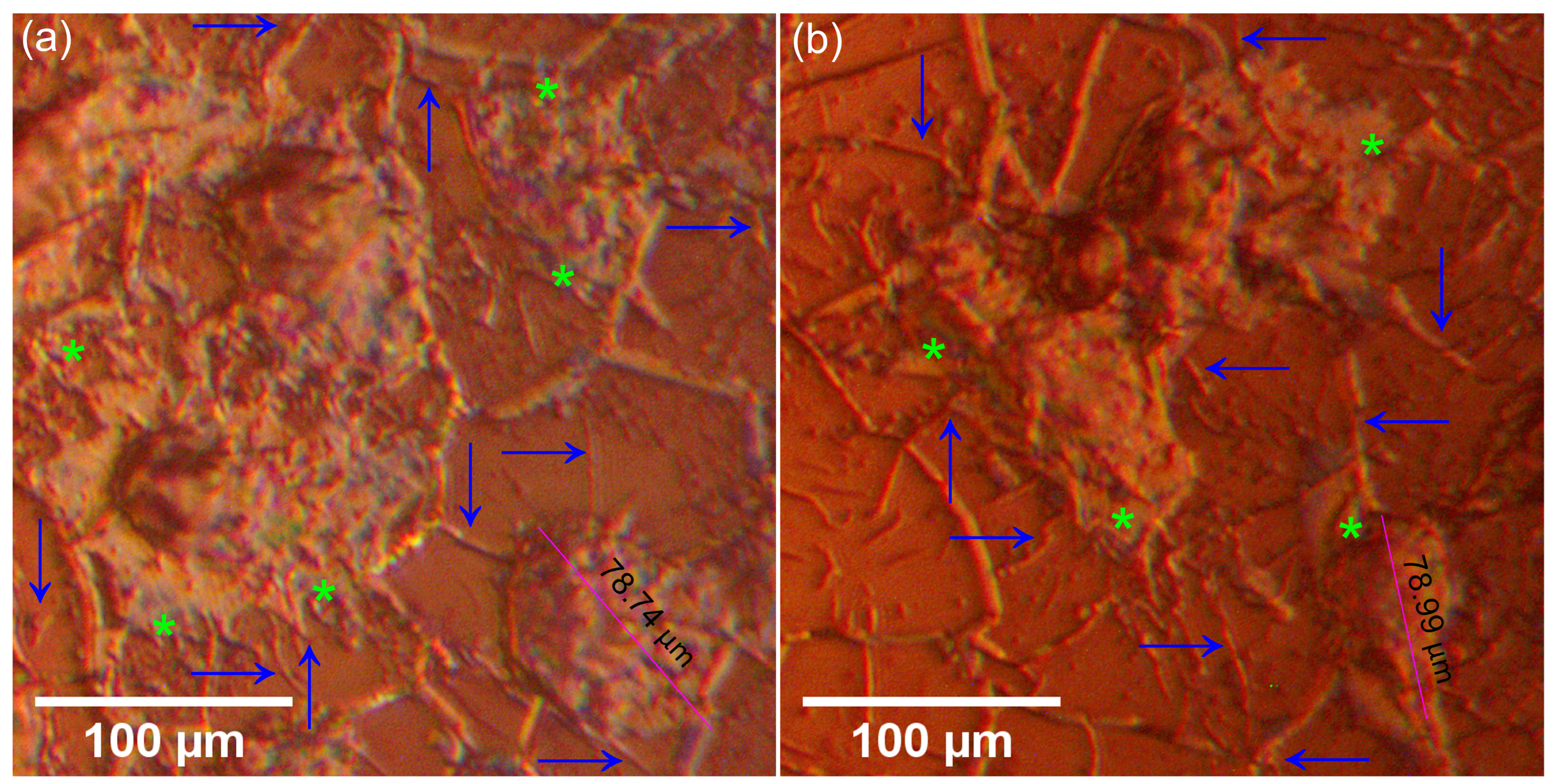 Antibiotics 14 00455 g016