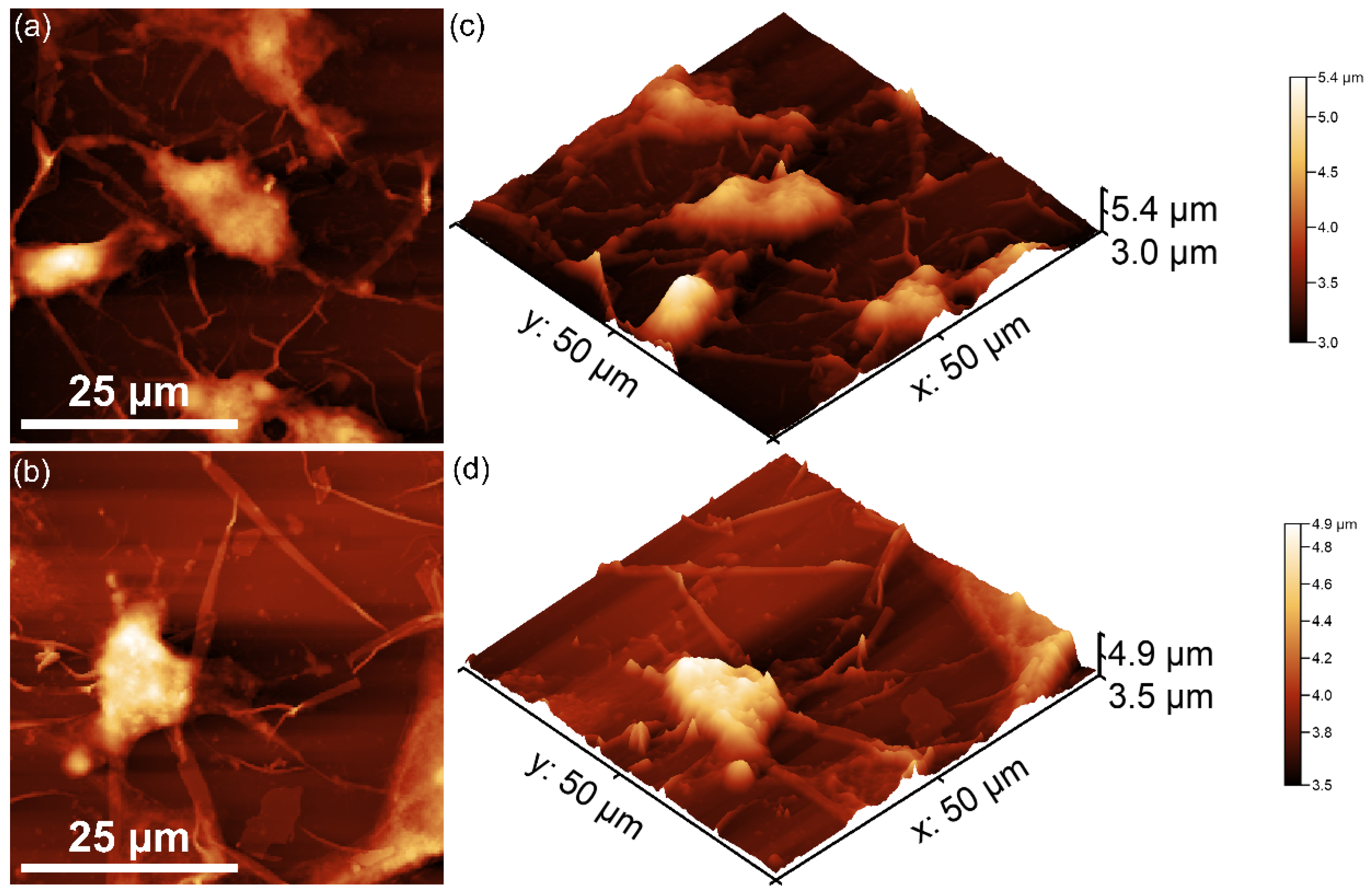 Antibiotics 14 00455 g017