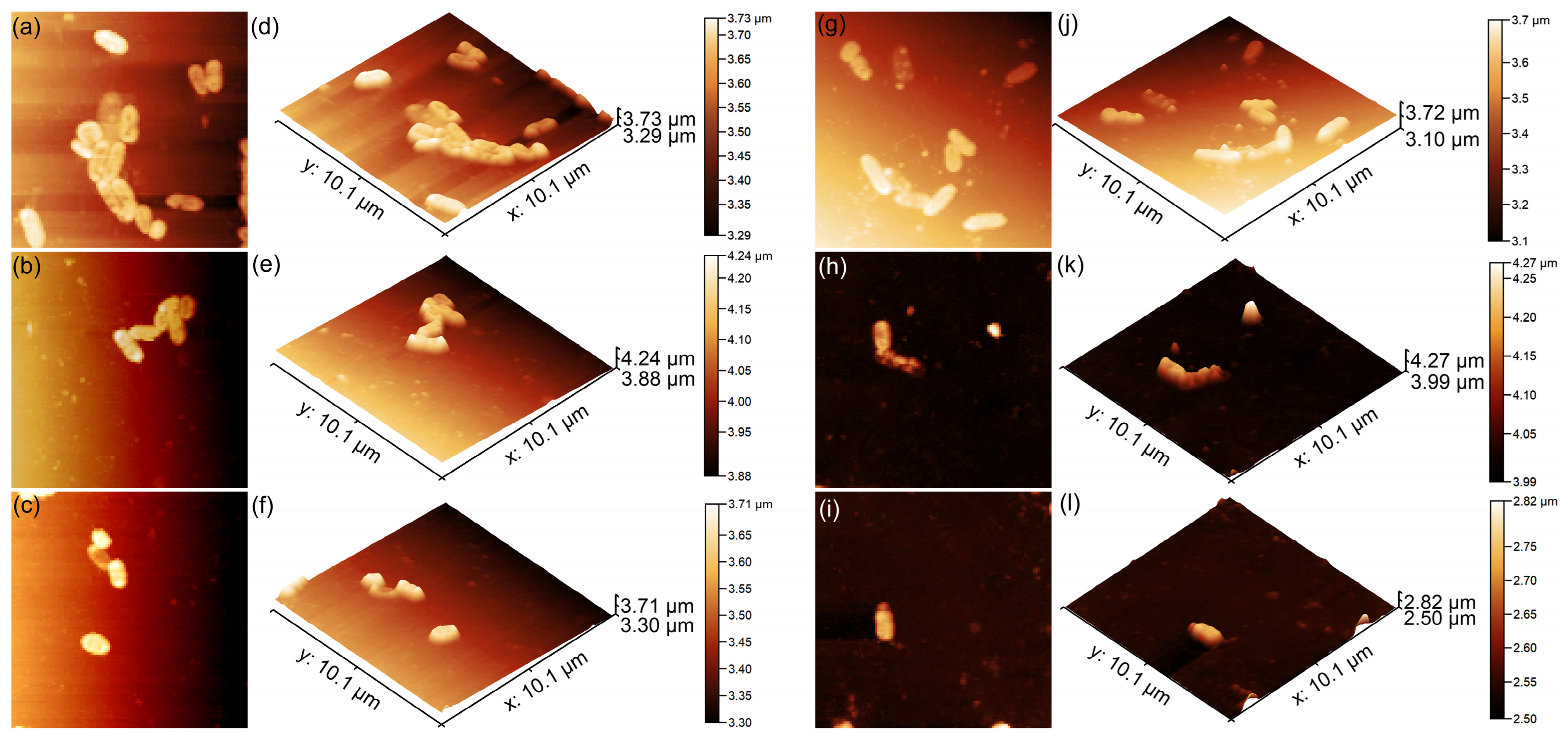 Antibiotics 14 00455 g019