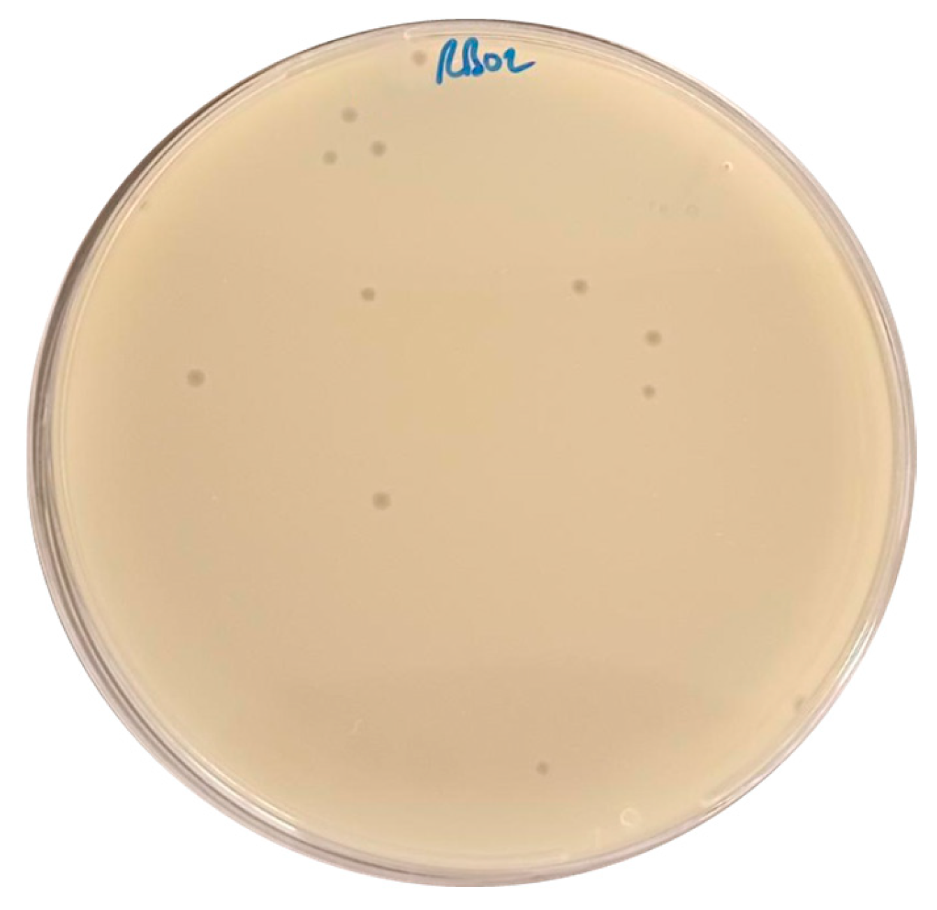 Antibiotics 14 00458 g001 Antibiotics 14 00458 g001