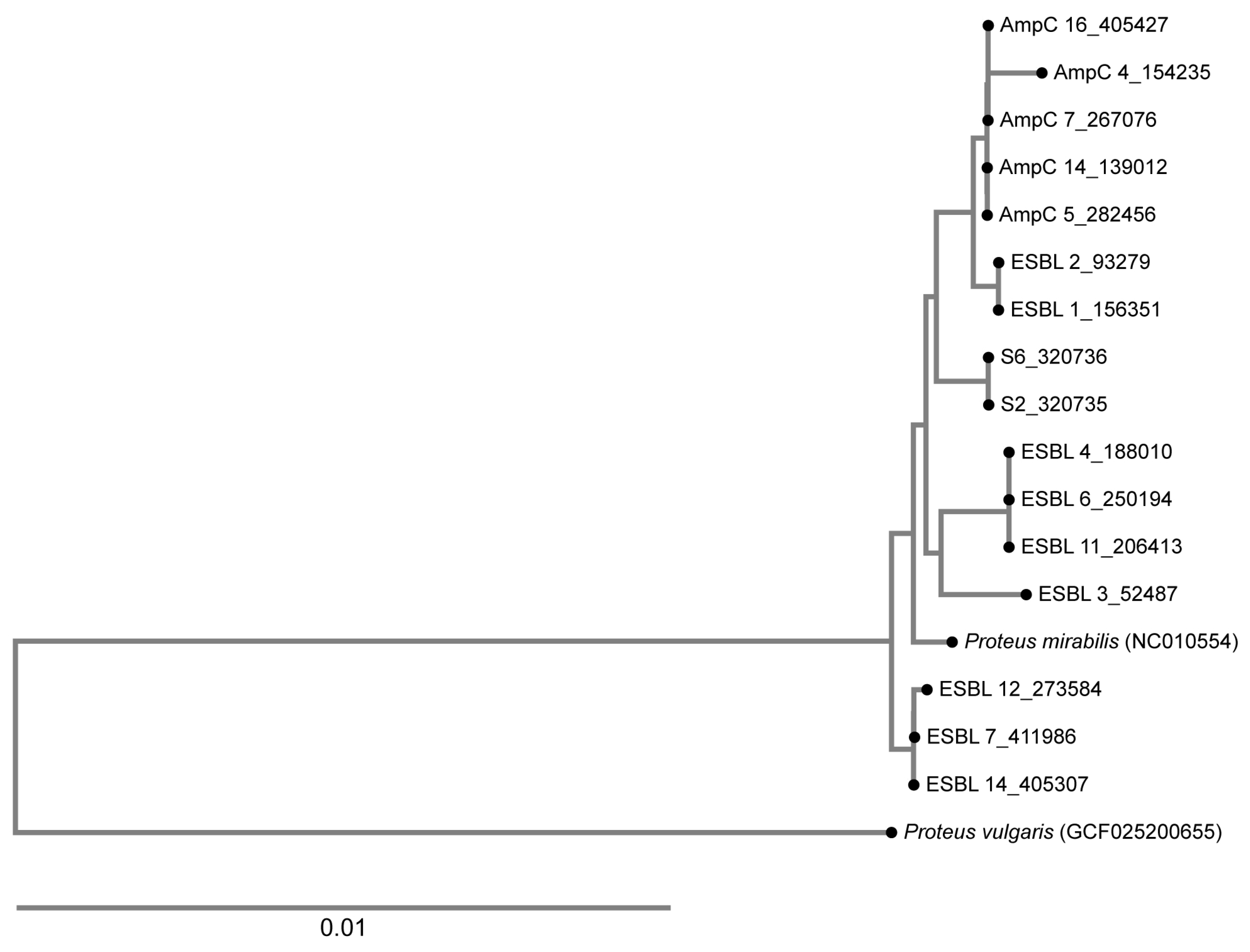 Antibiotics 14 00462 g002