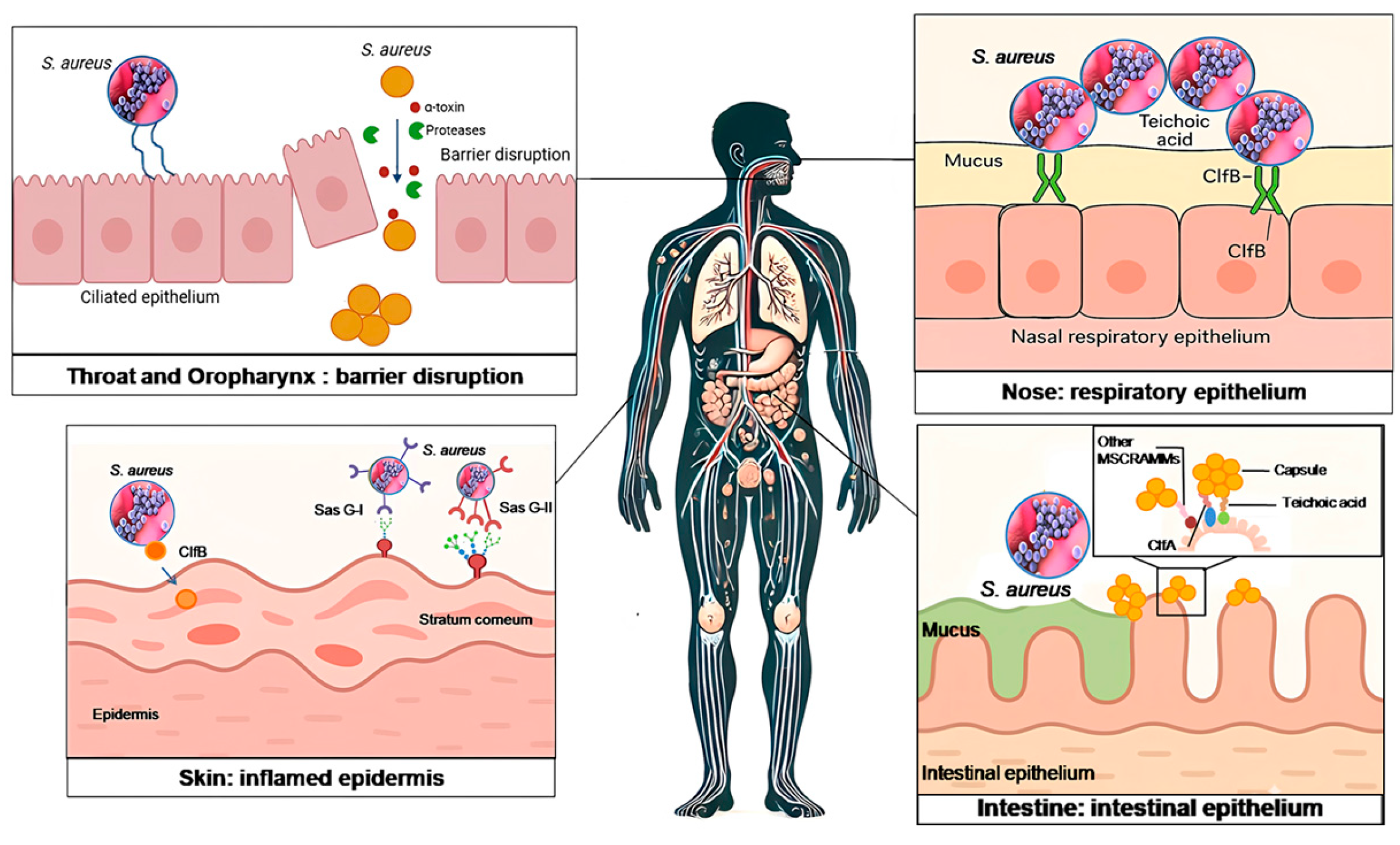 Antibiotics 14 00470 g001 Antibiotics 14 00470 g001