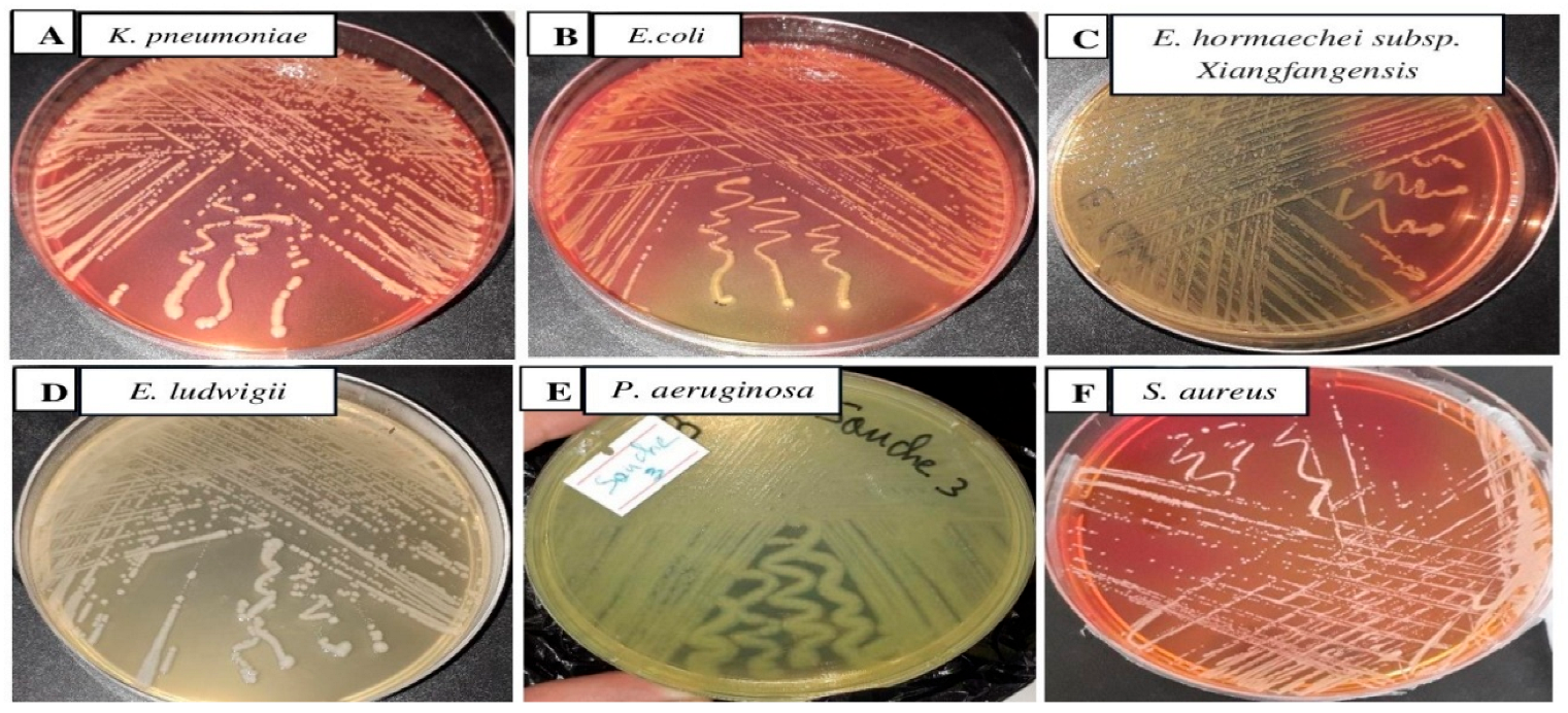 Antibiotics 14 00471 g002