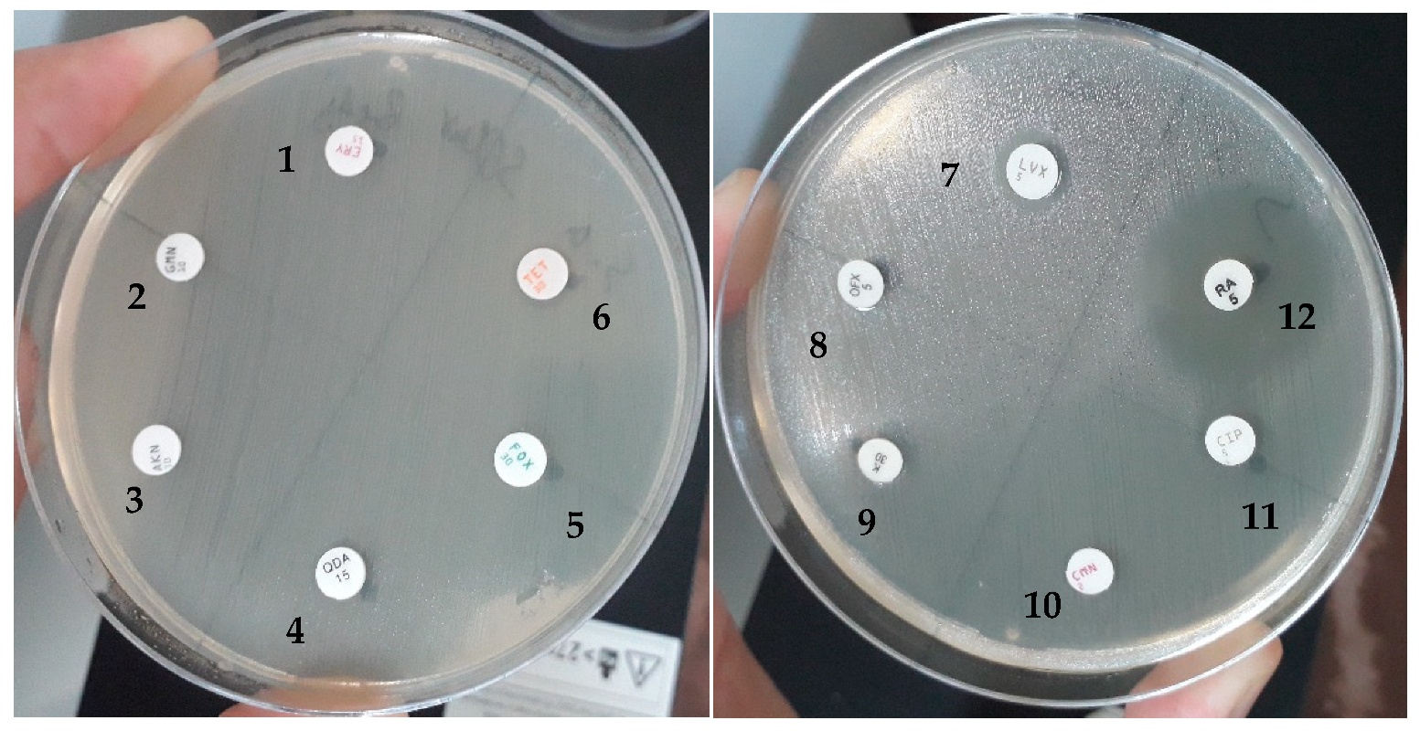 Antibiotics 14 00471 g009