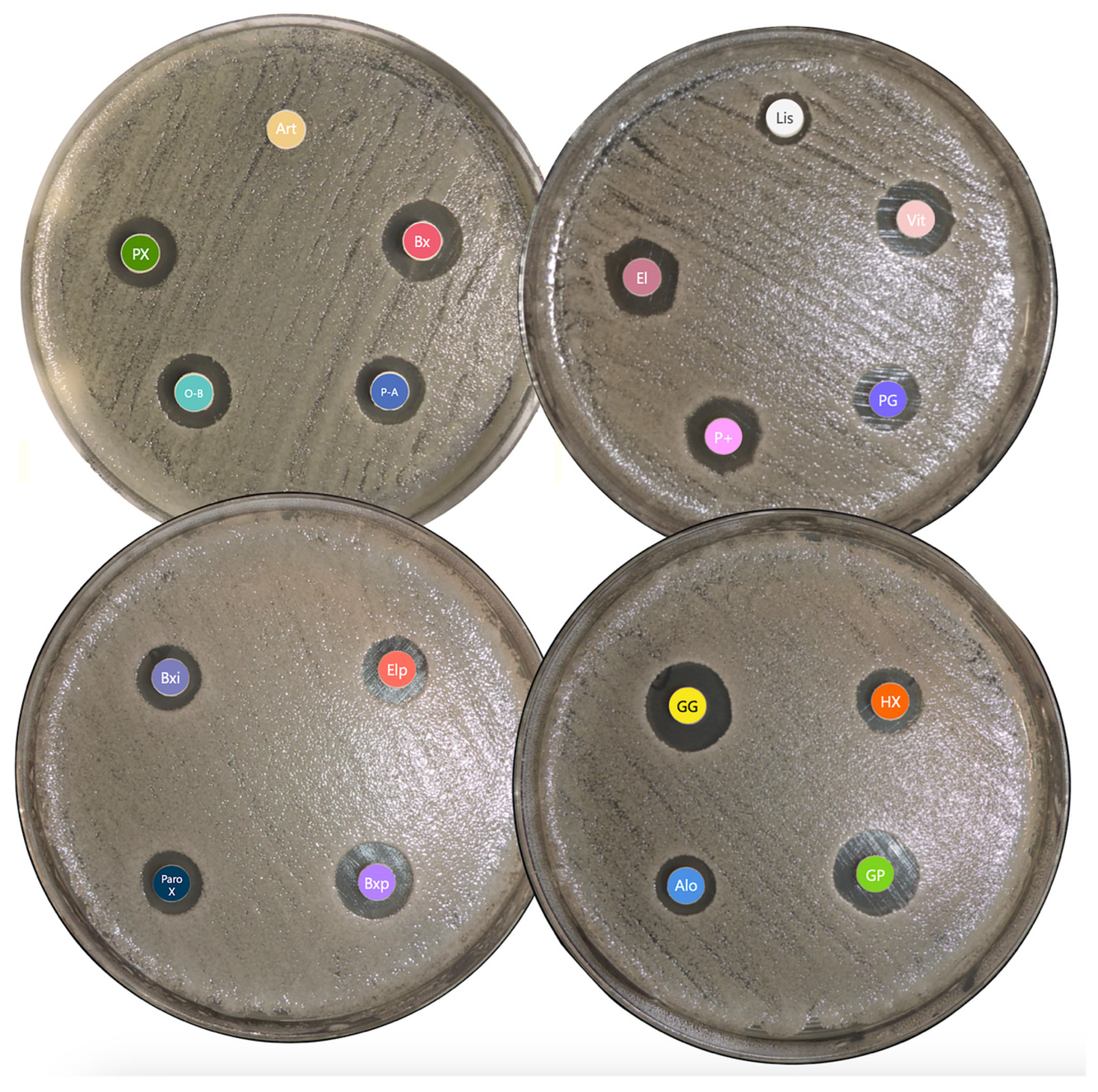 Antibiotics 14 00483 g002