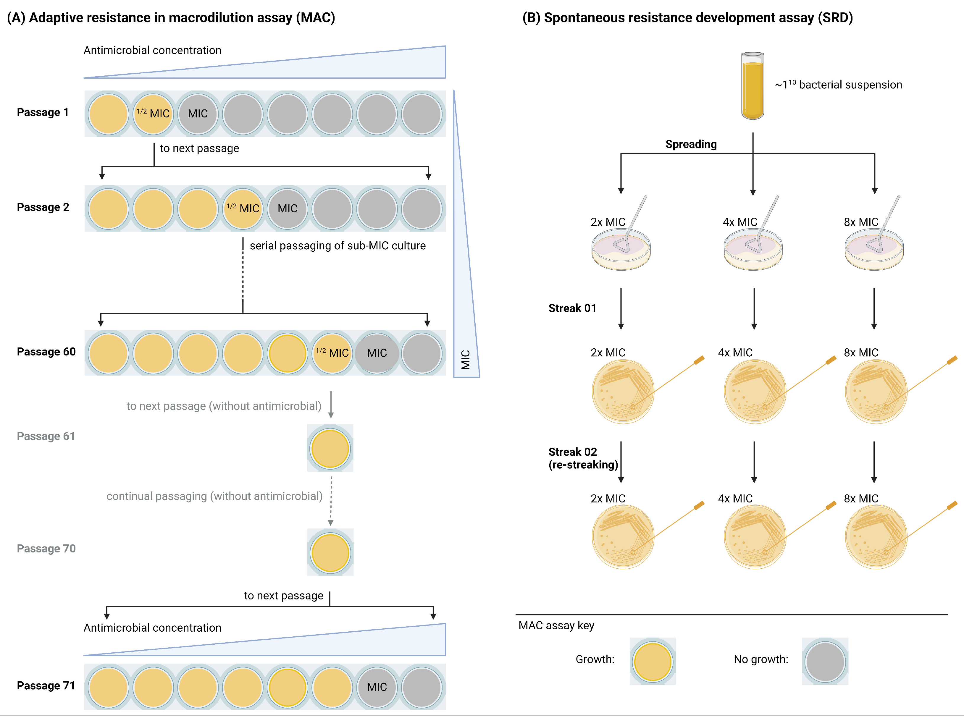 Antibiotics 14 00492 g001