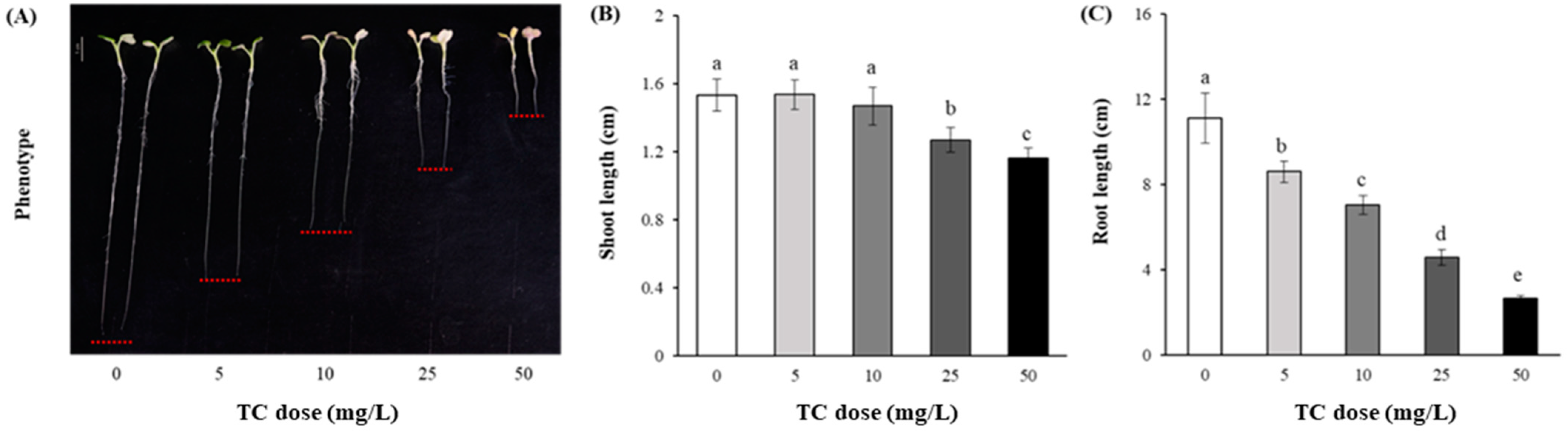Antibiotics 14 00501 g001
