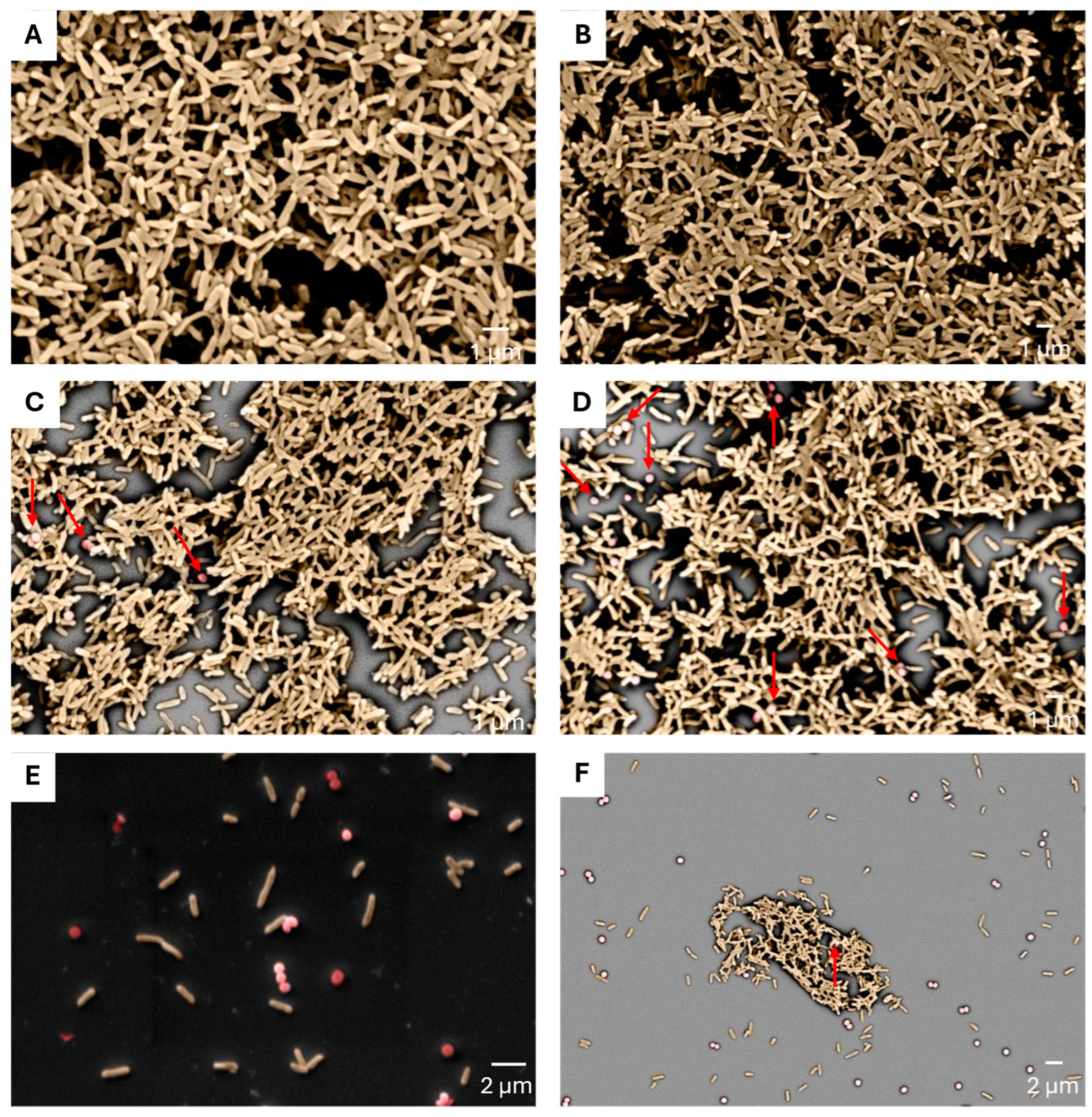 Antibiotics 14 00504 g002
