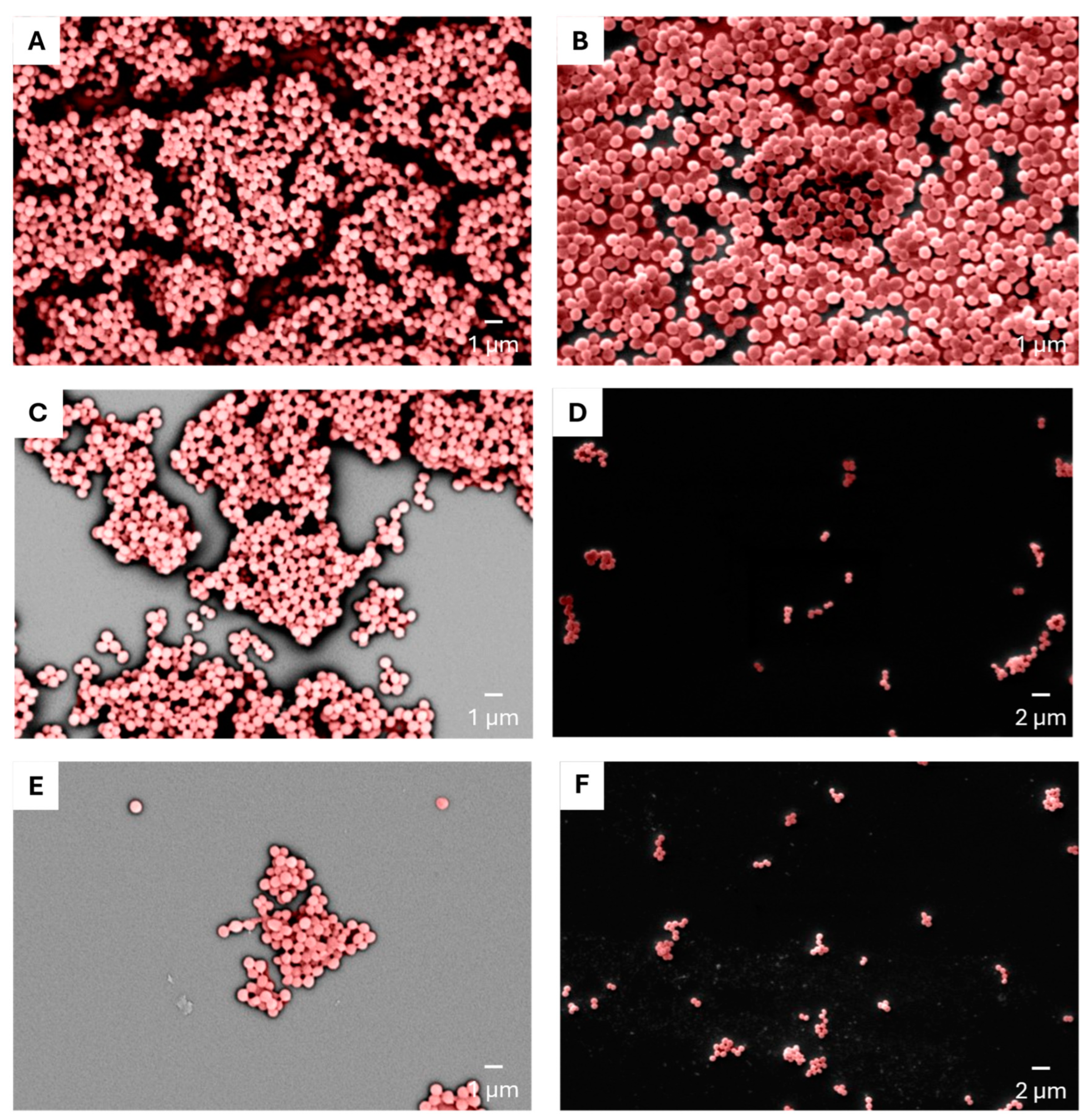 Antibiotics 14 00504 g004