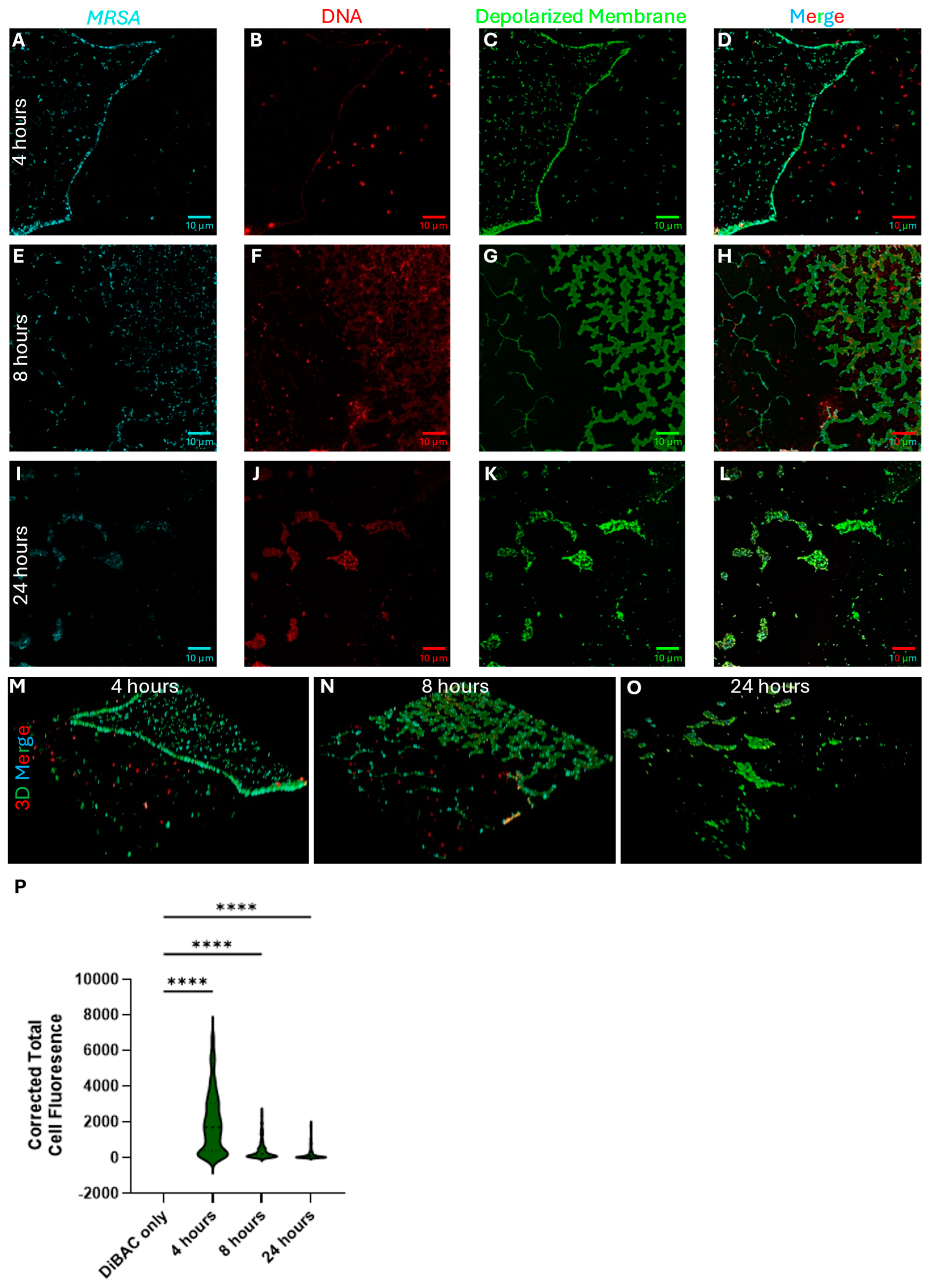 Antibiotics 14 00504 g008