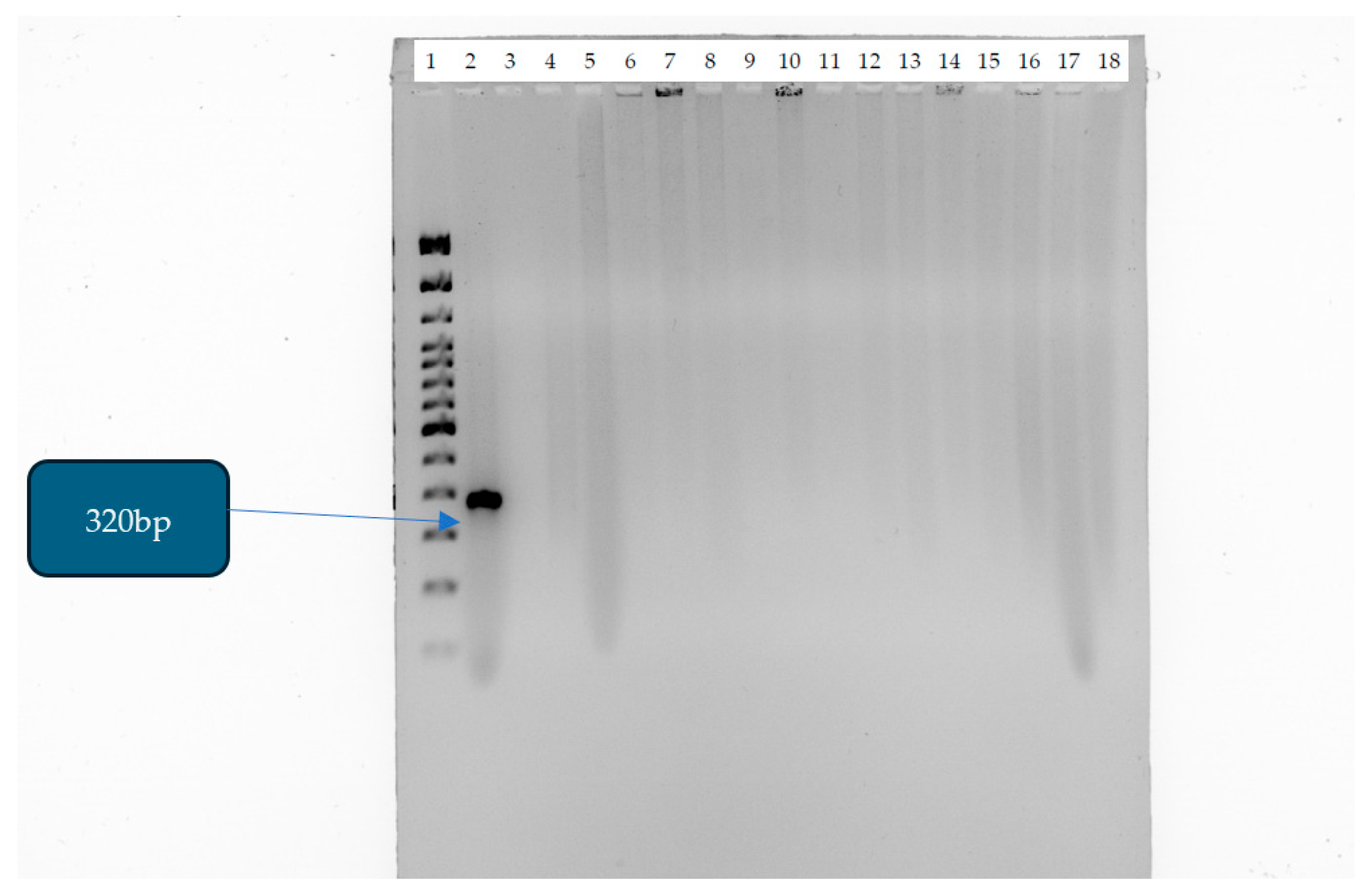 Antibiotics 14 00505 g007