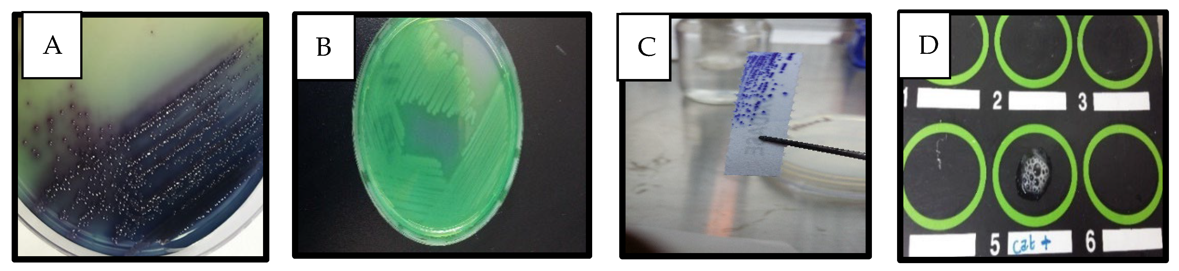 Antibiotics 14 00509 g001