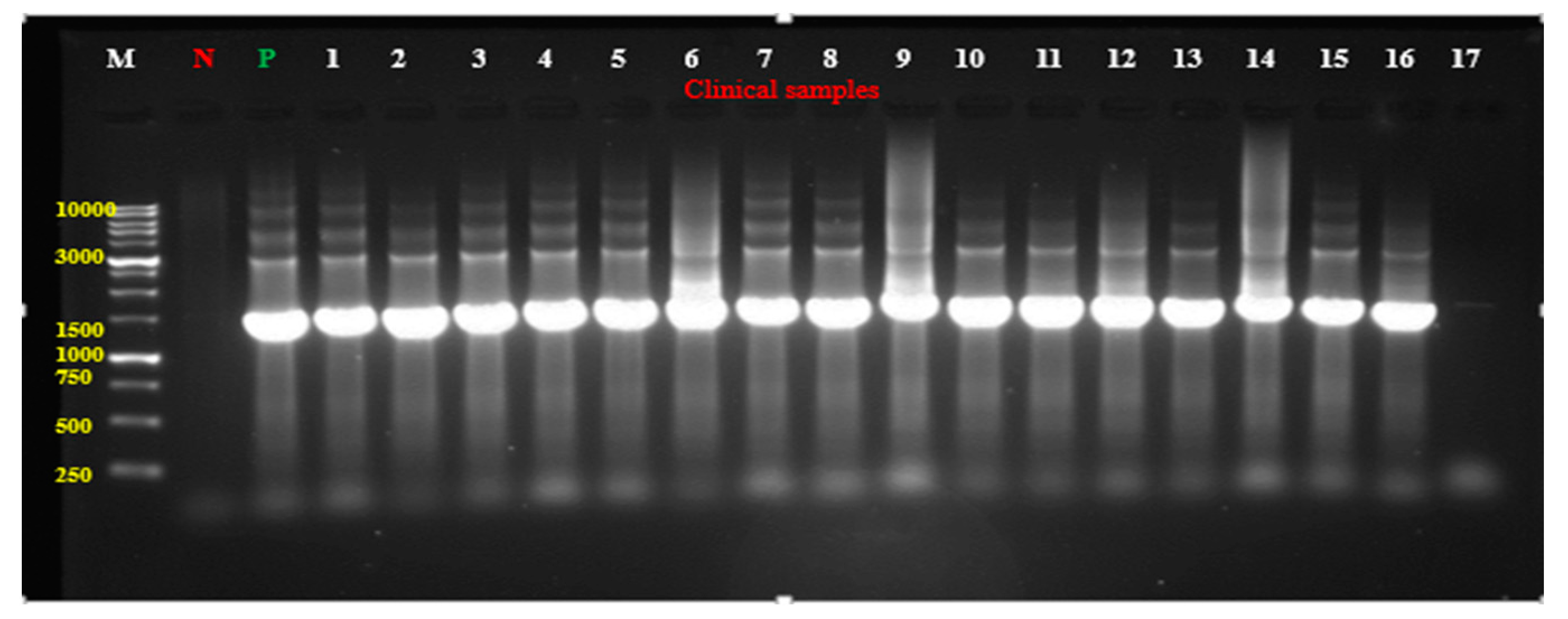 Antibiotics 14 00509 g005