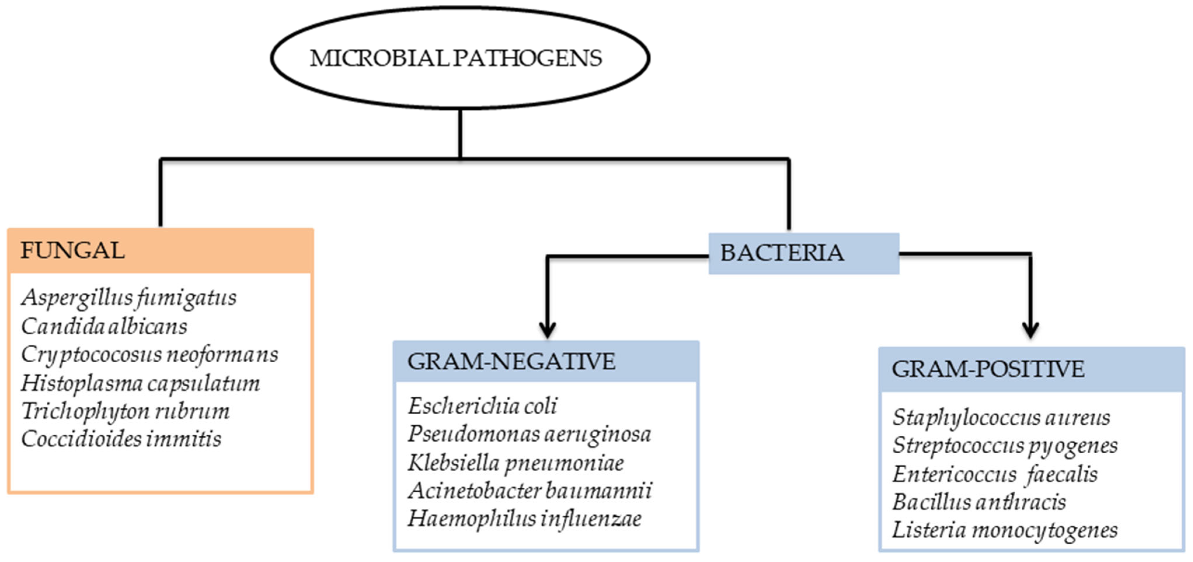Antibiotics 14 00516 g001