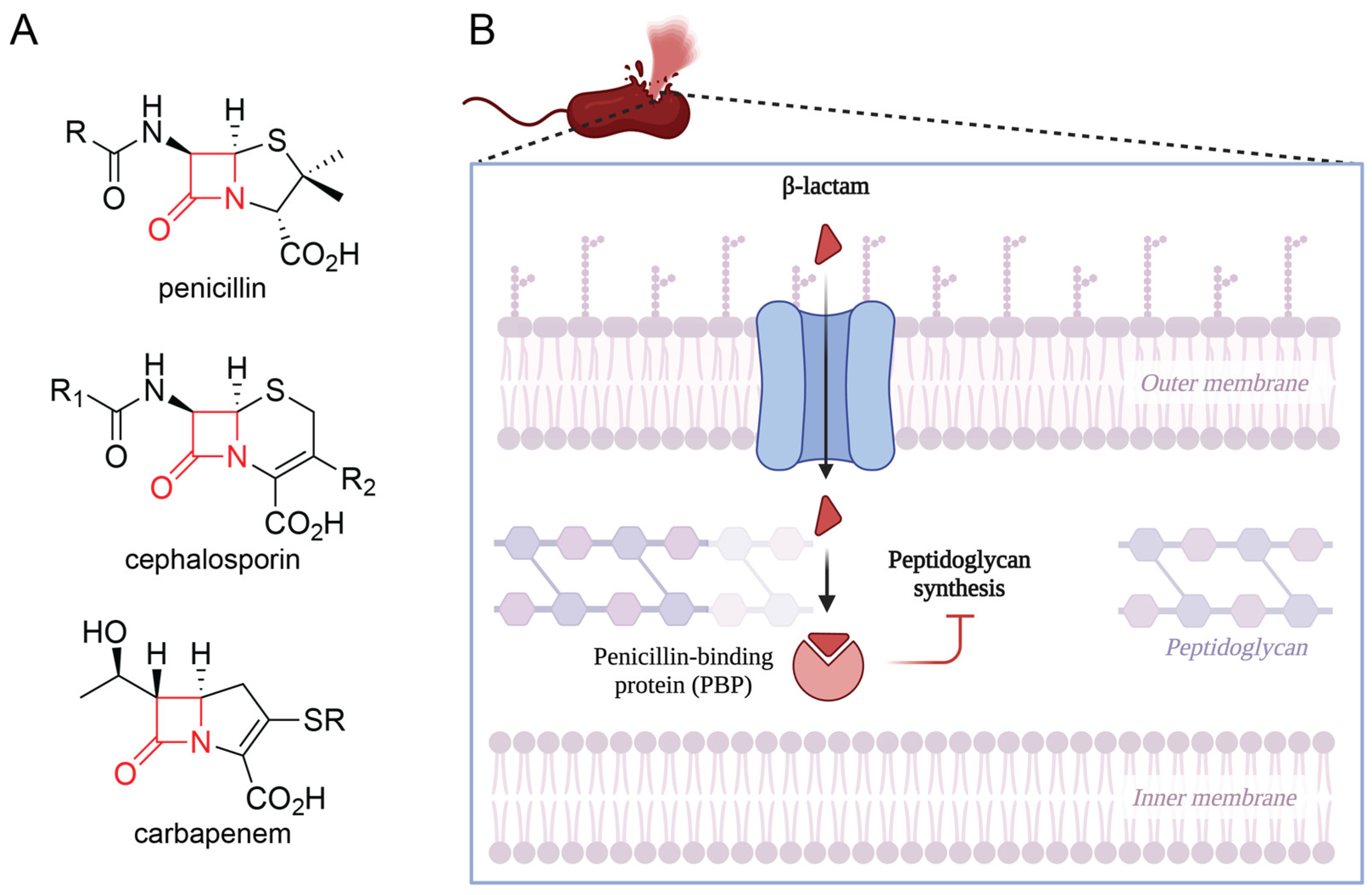 Antibiotics 14 00526 g001