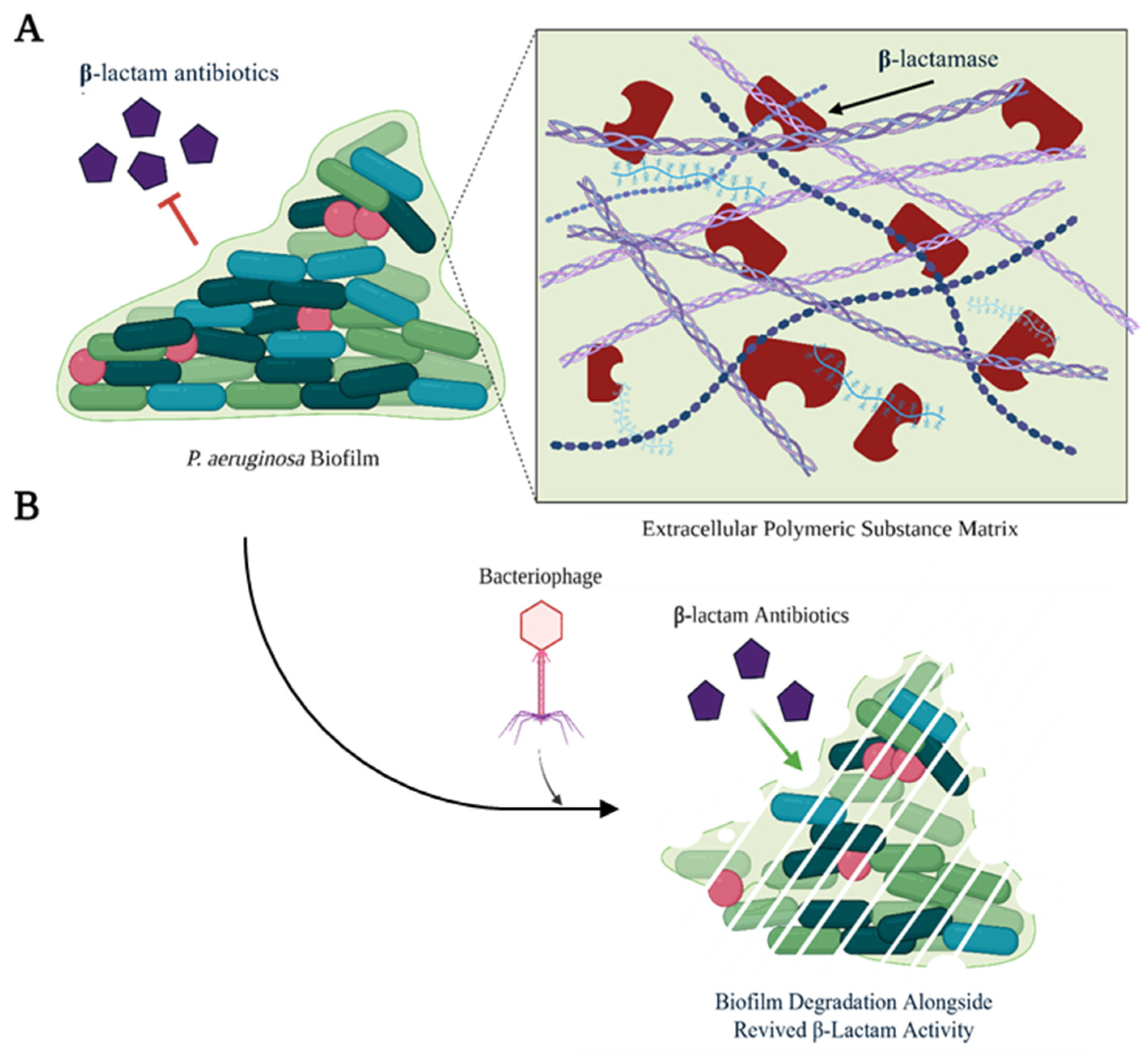Antibiotics 14 00526 g004