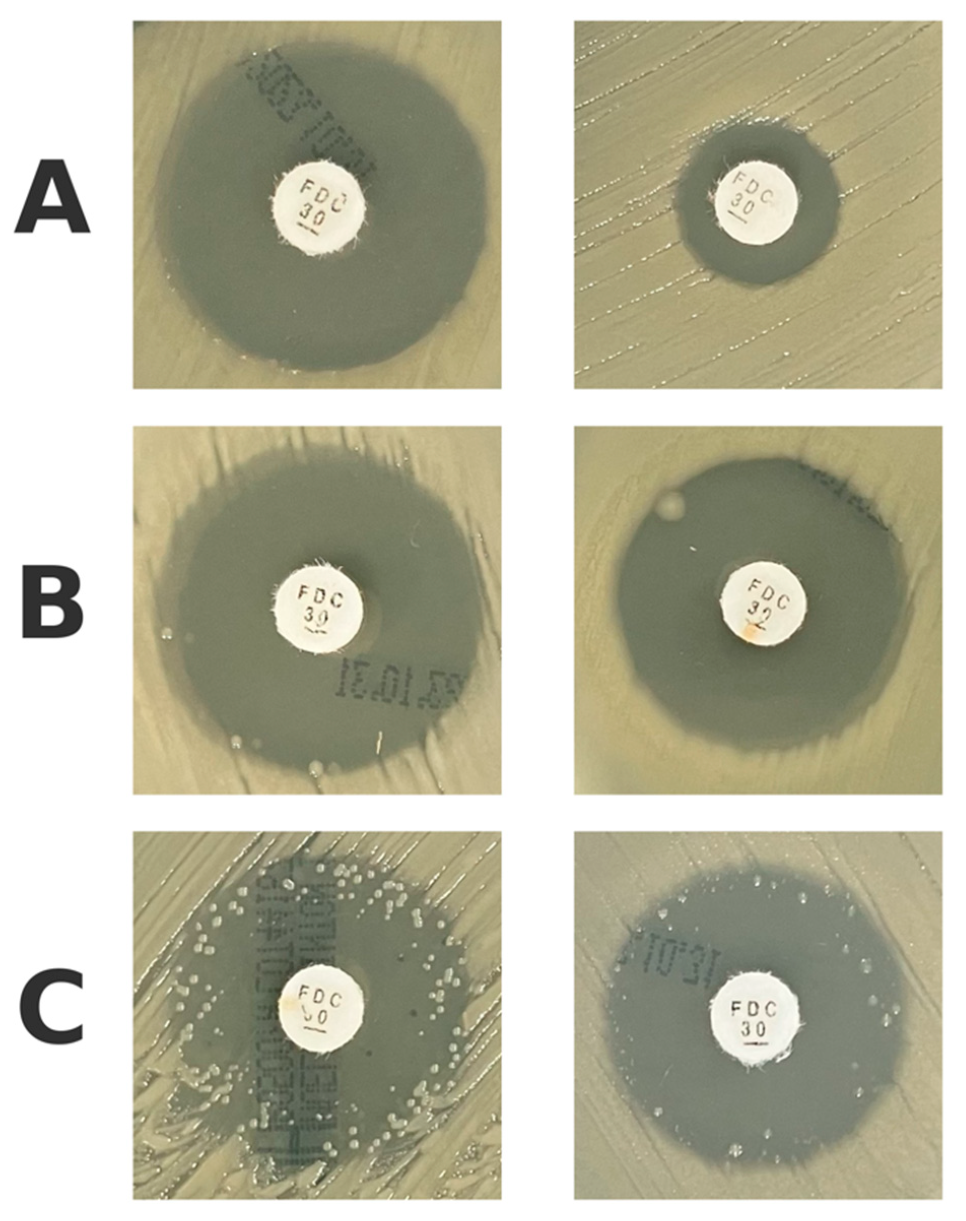 Antibiotics 14 00527 g003
