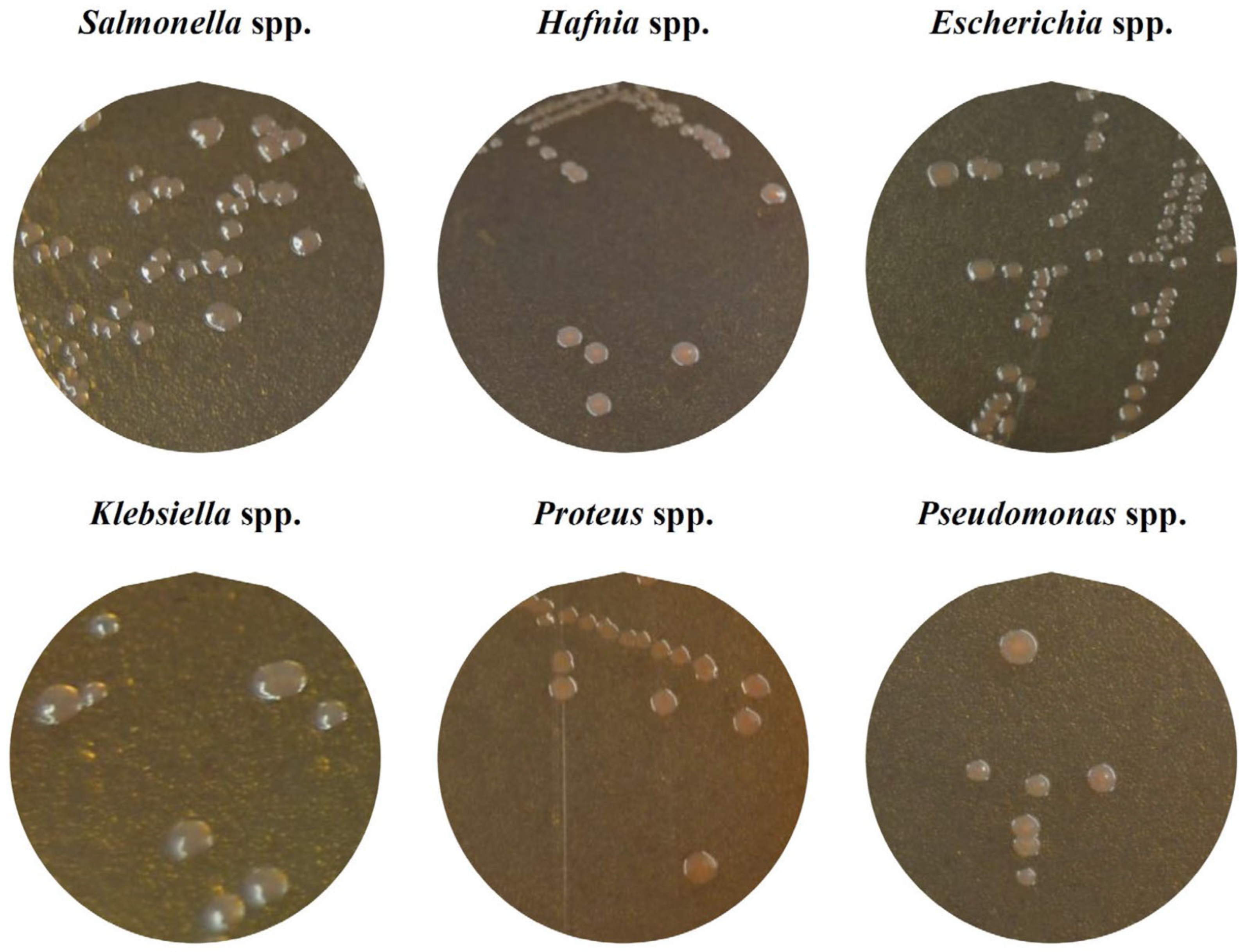 Antibiotics 14 00540 g001