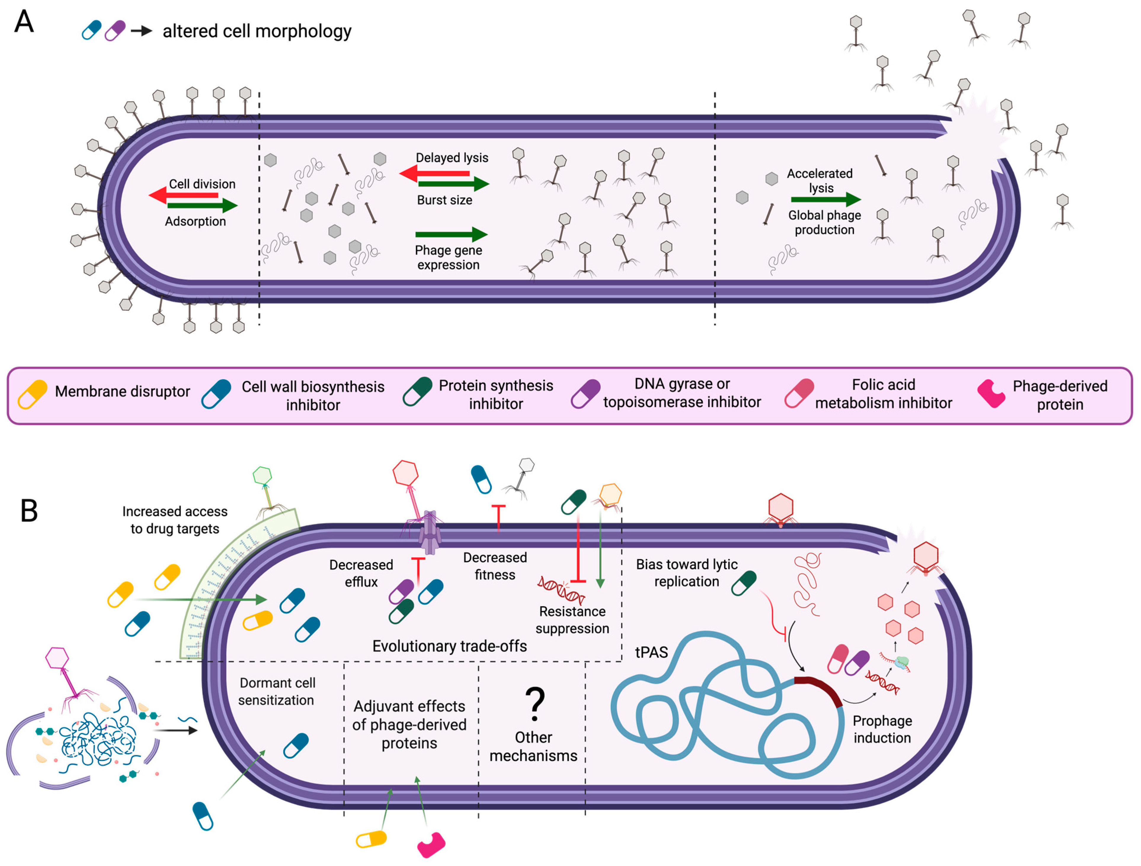 Antibiotics 14 00545 g001