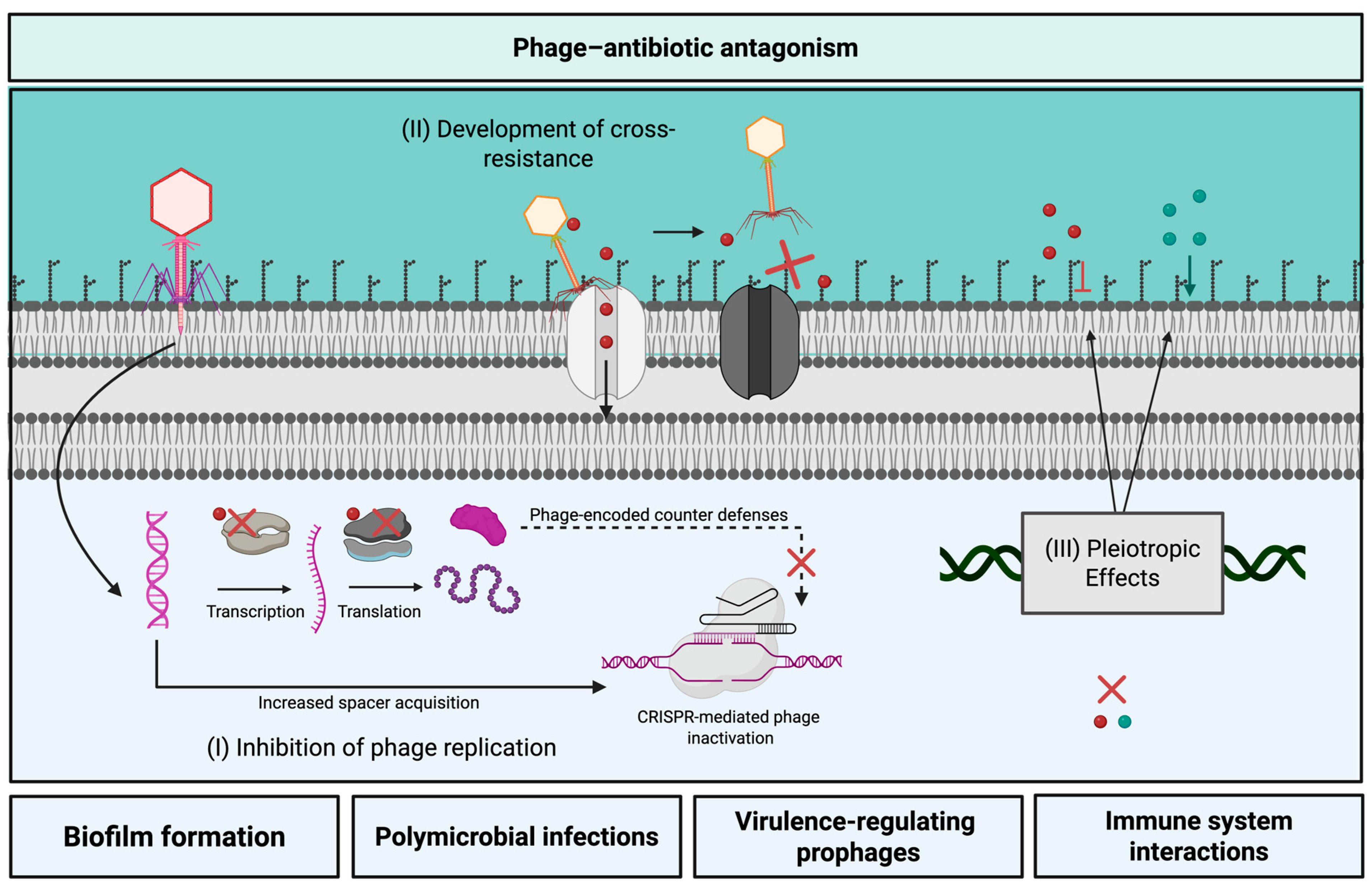 Antibiotics 14 00545 g002