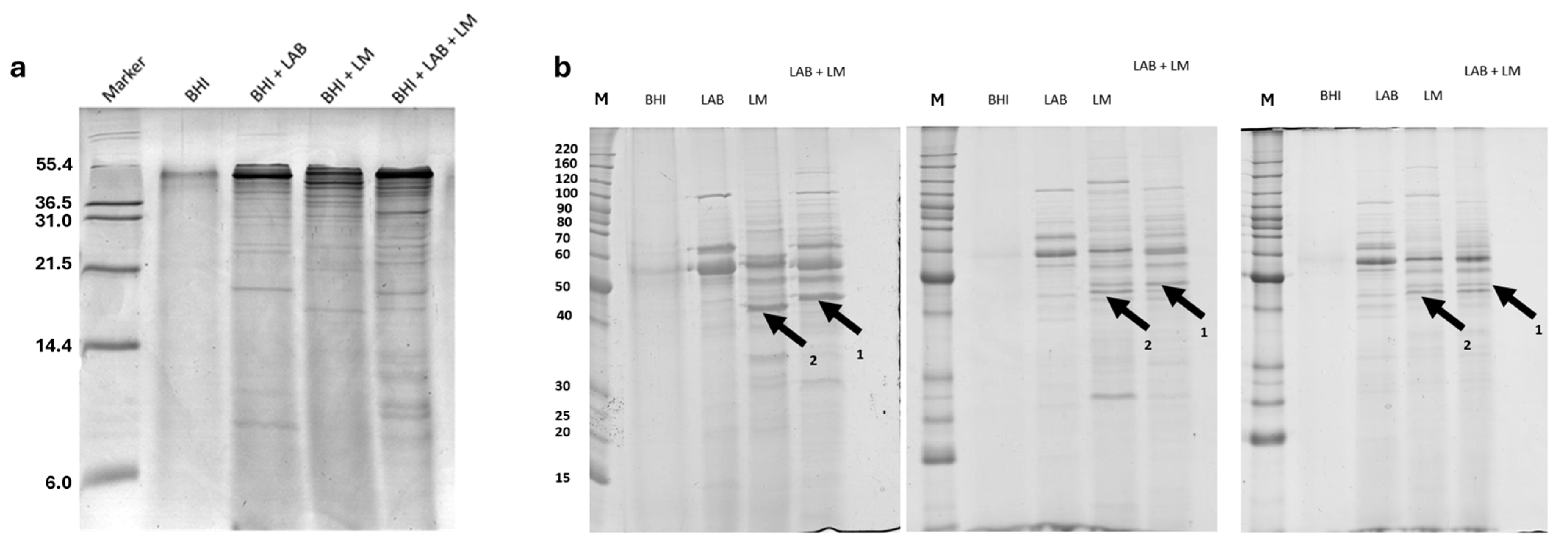 Antibiotics 14 00572 g001