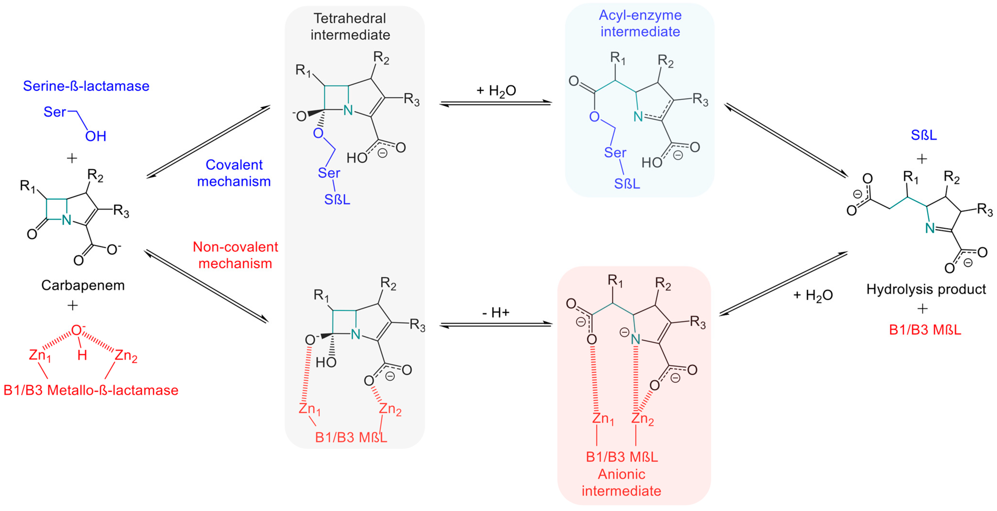 Antibiotics 14 00587 g002