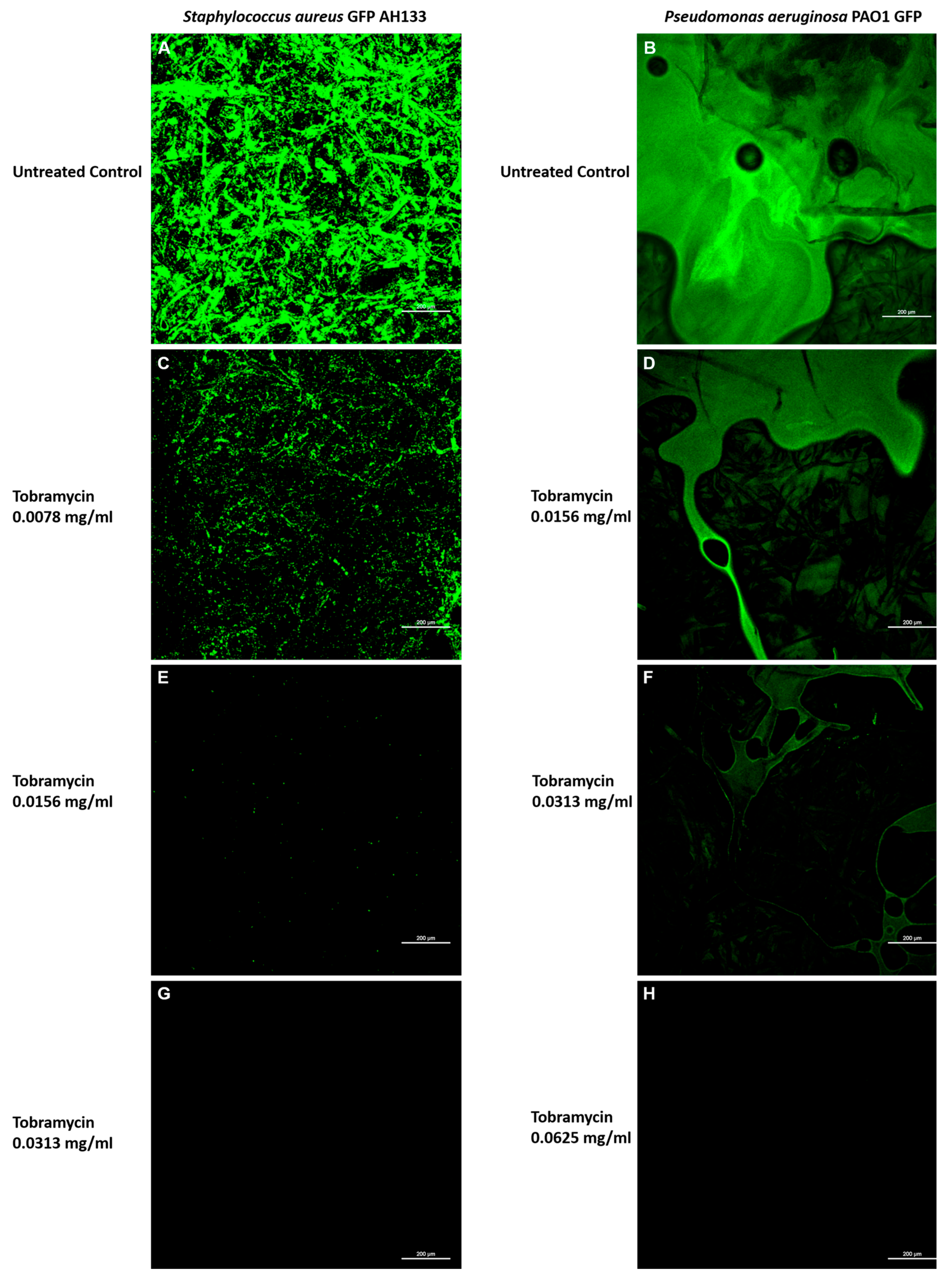 Antibiotics 14 00588 g005