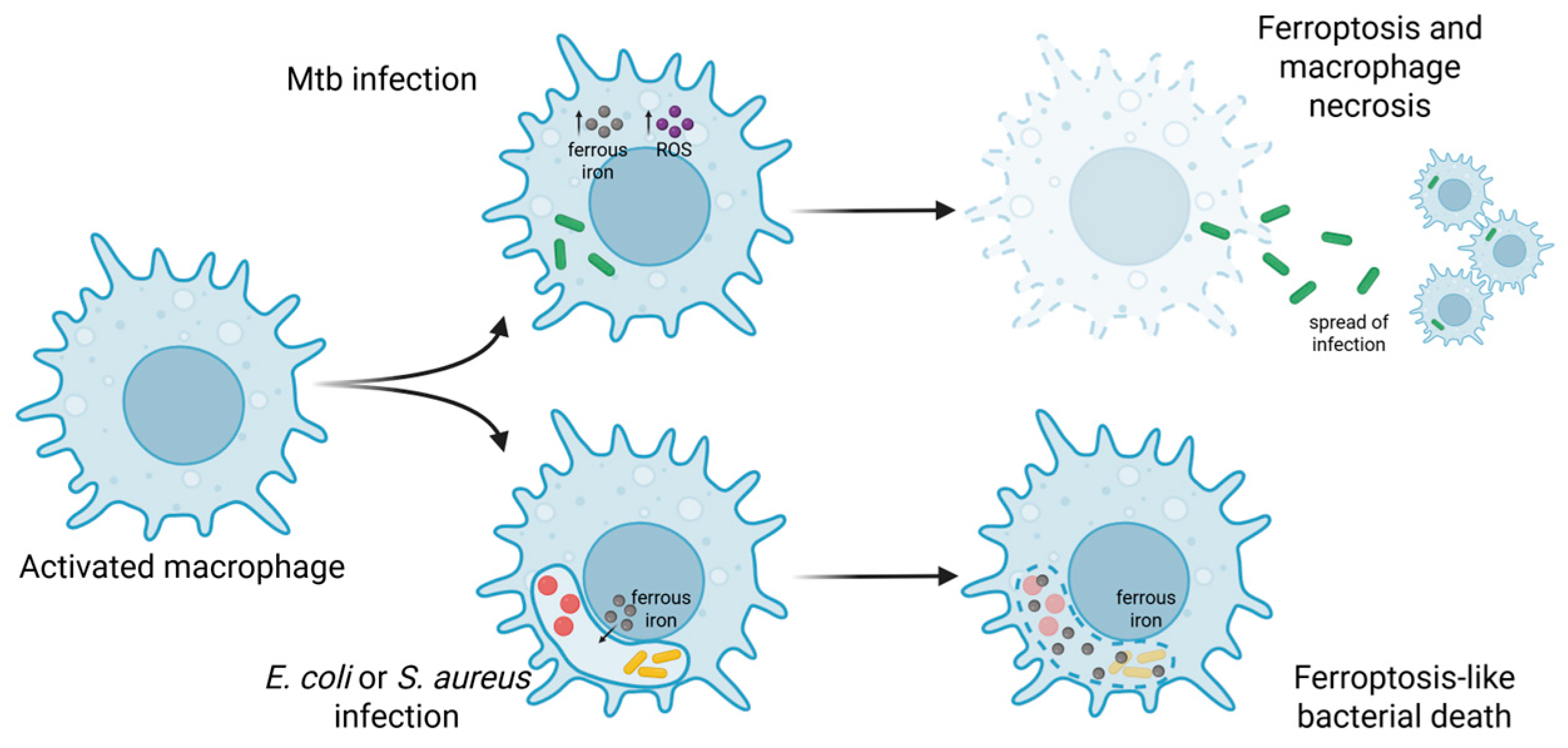 Antibiotics 14 00614 g003