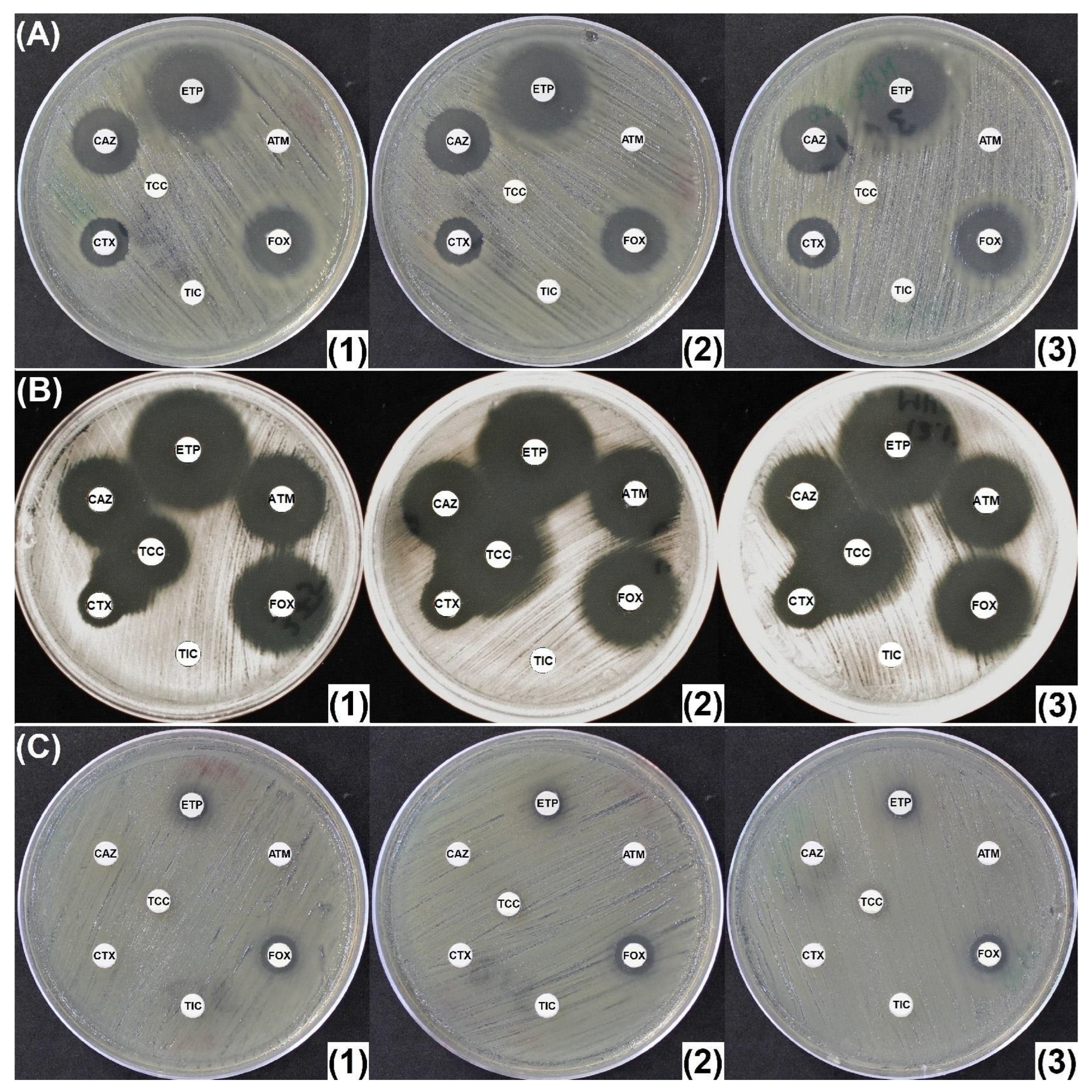 Antibiotics 14 00616 g003