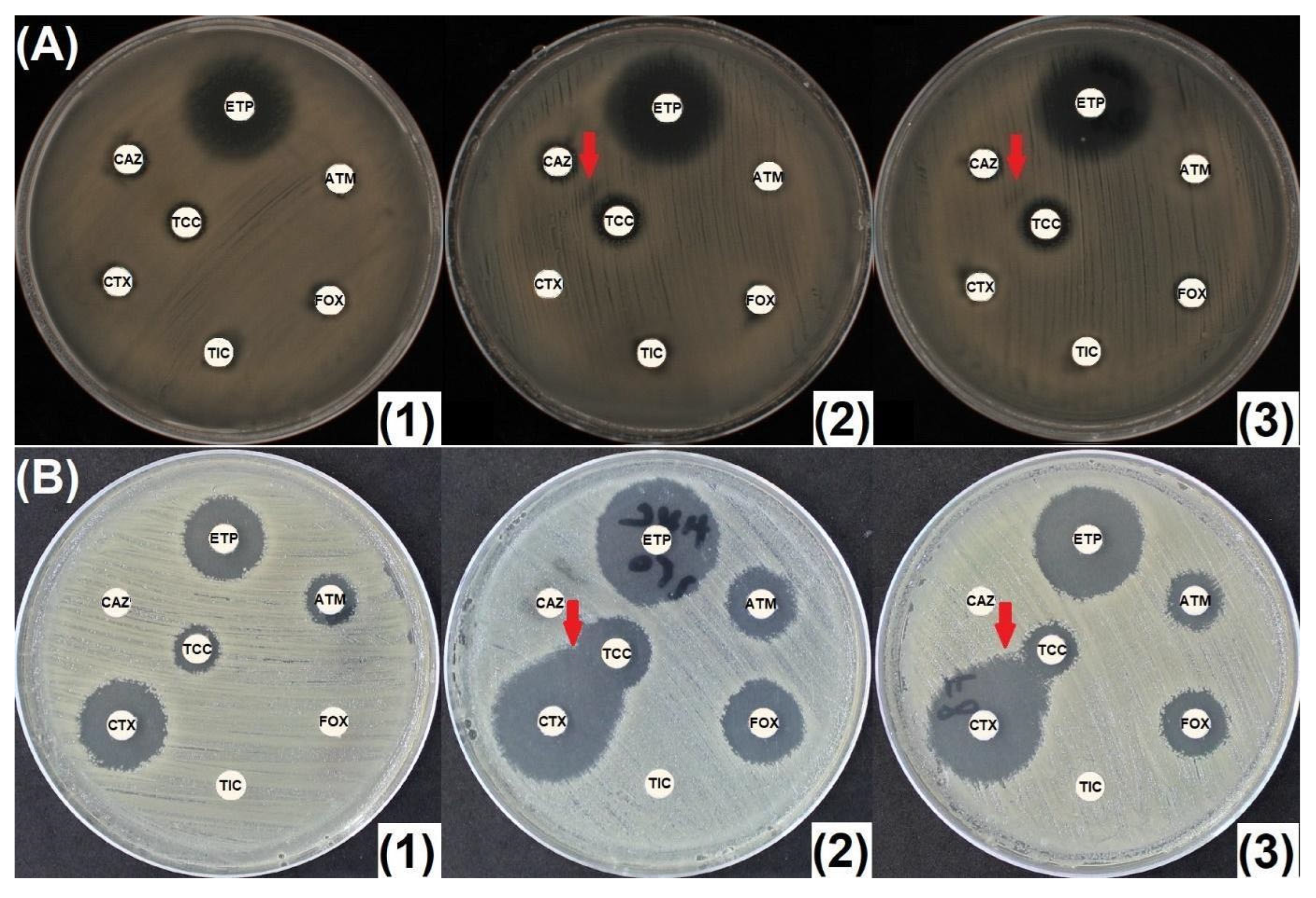 Antibiotics 14 00616 g004