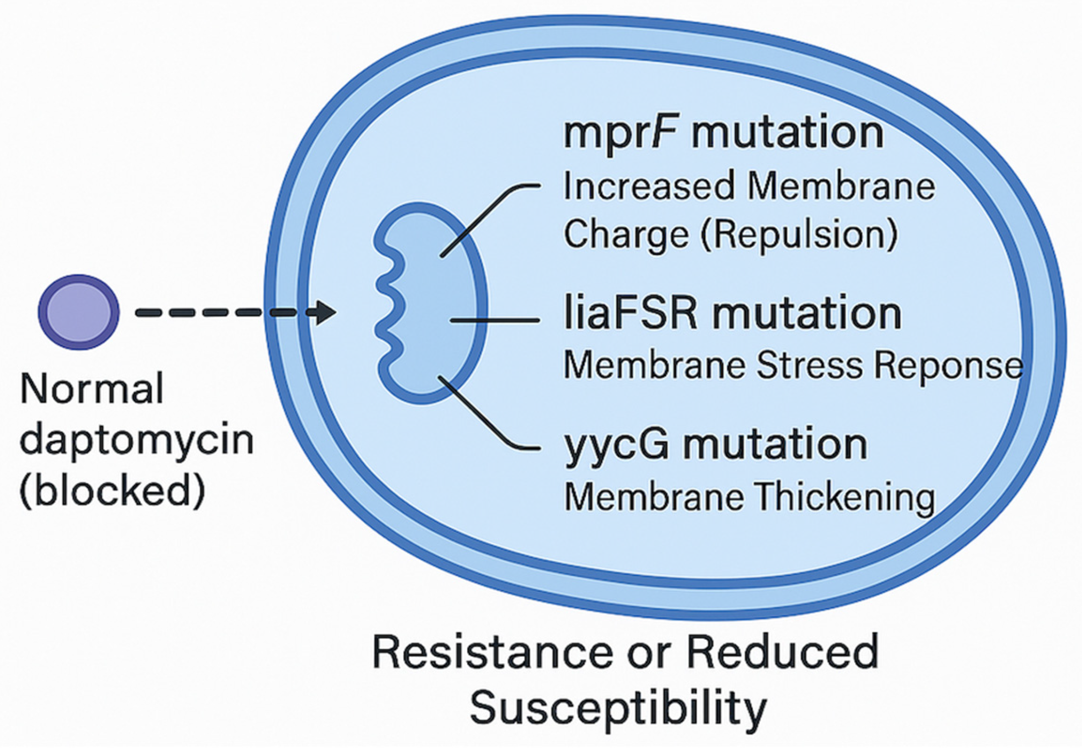 Antibiotics 14 00617 g001