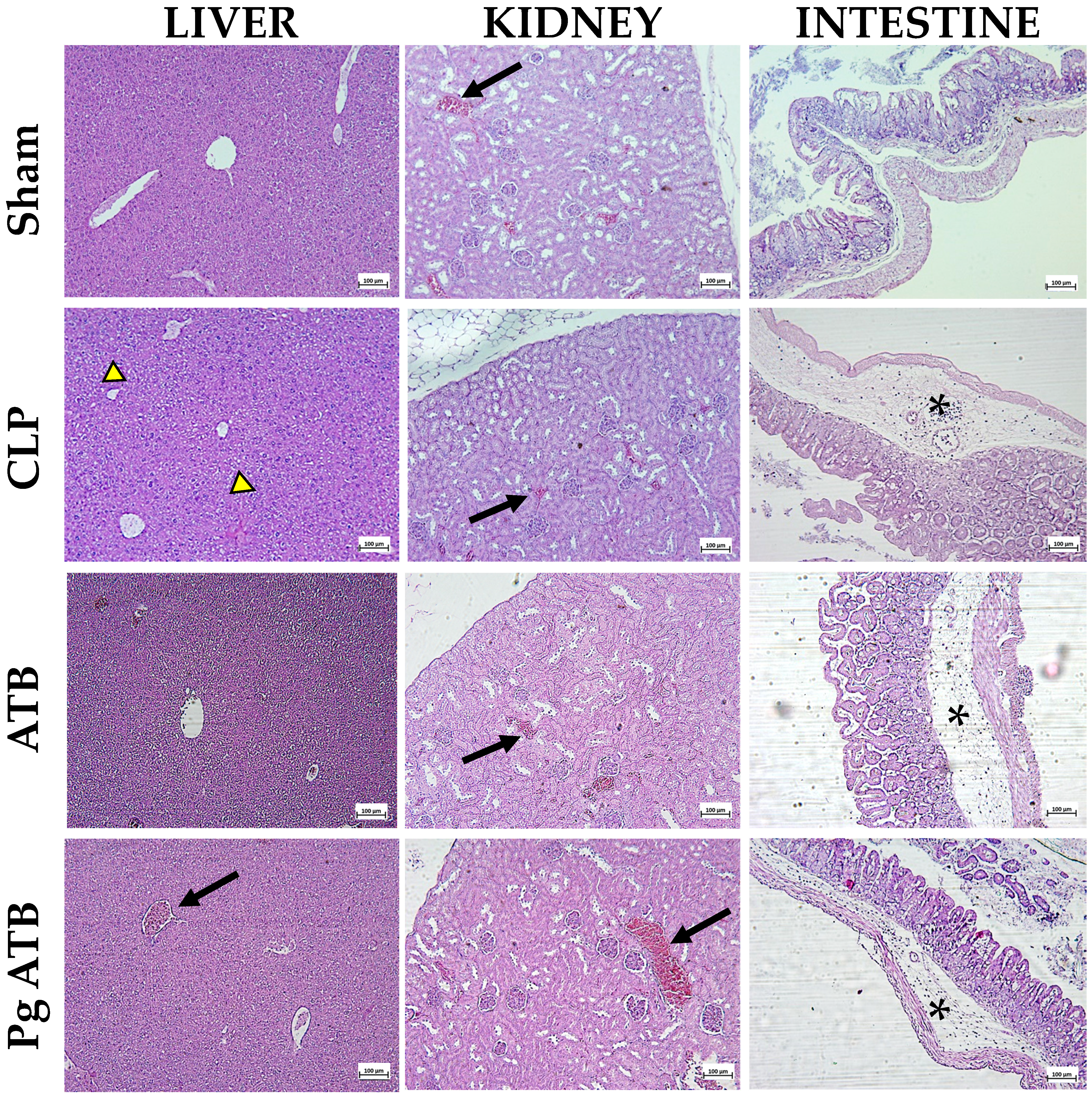 Antibiotics 14 00626 g005