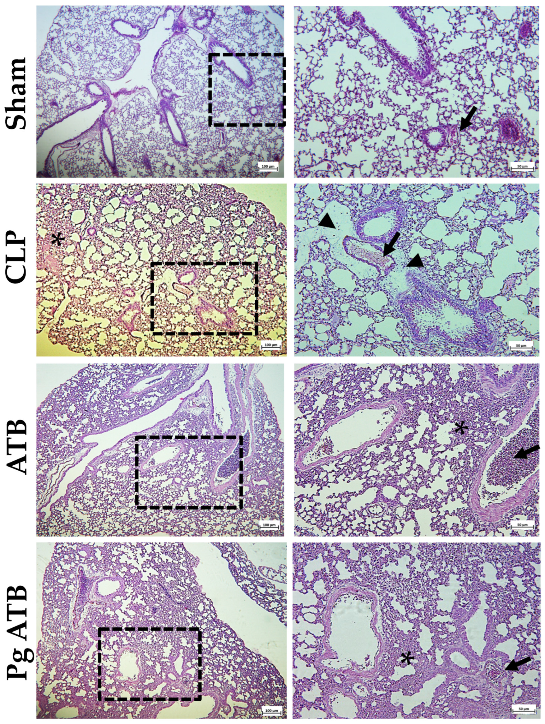 Antibiotics 14 00626 g006