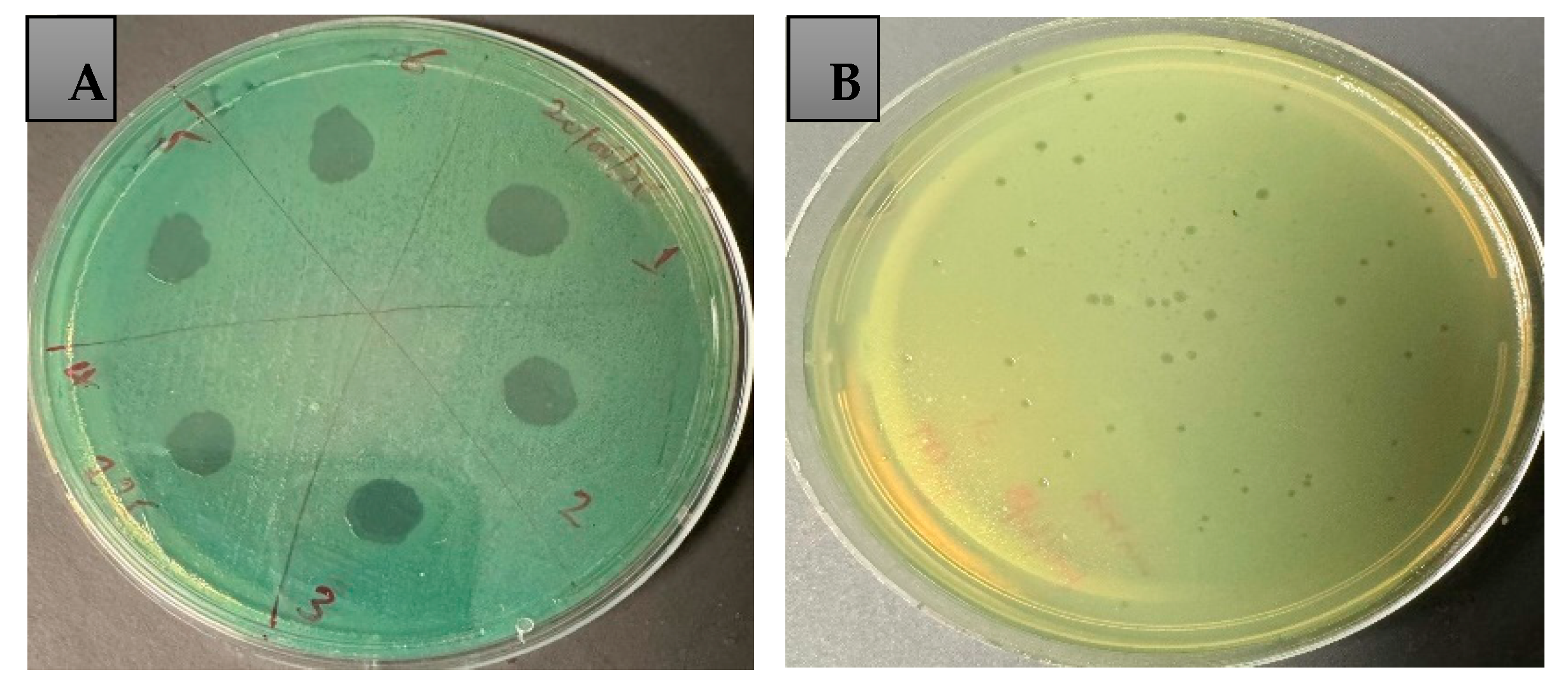 Antibiotics 14 00629 g002