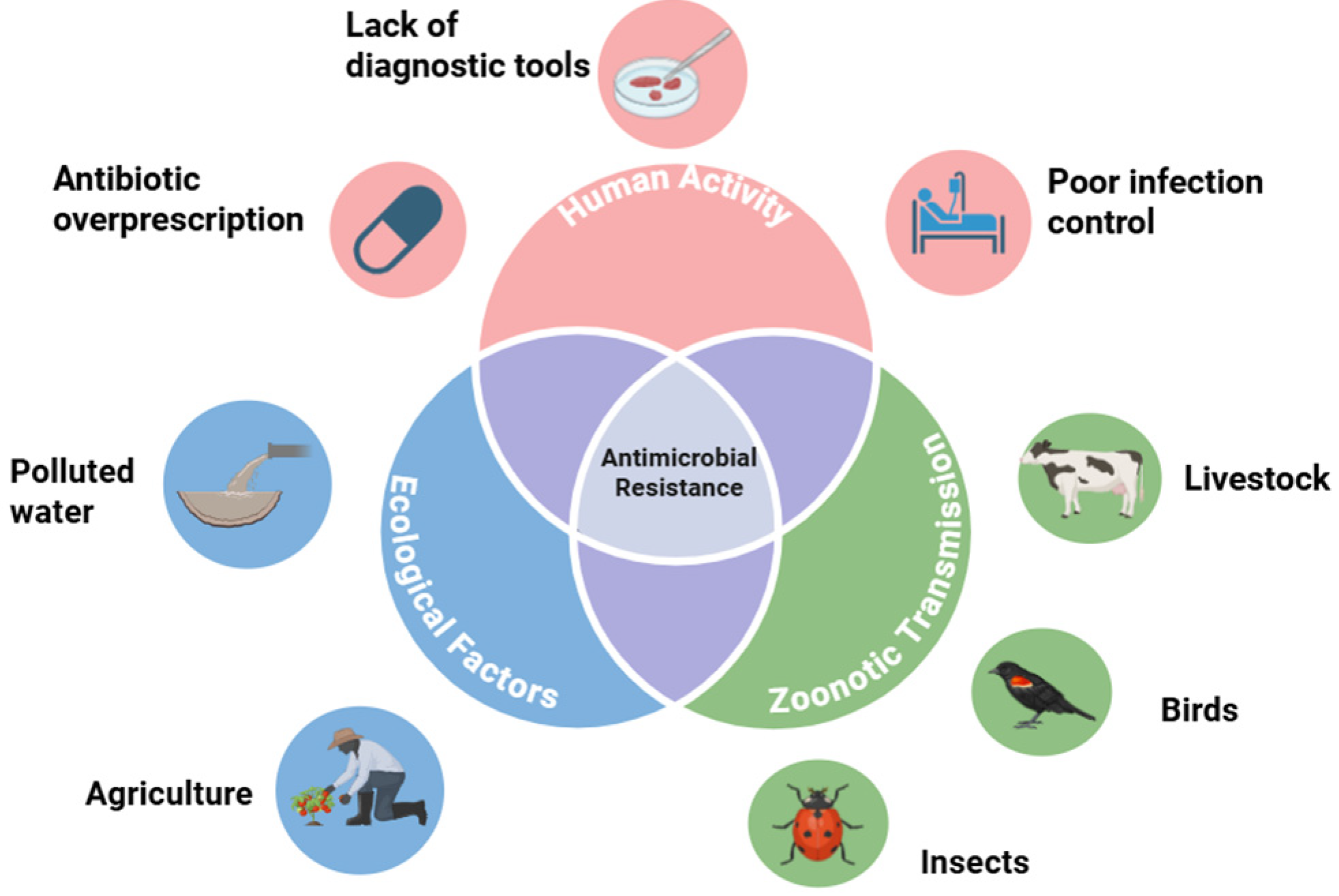 Antibiotics 14 00659 g001