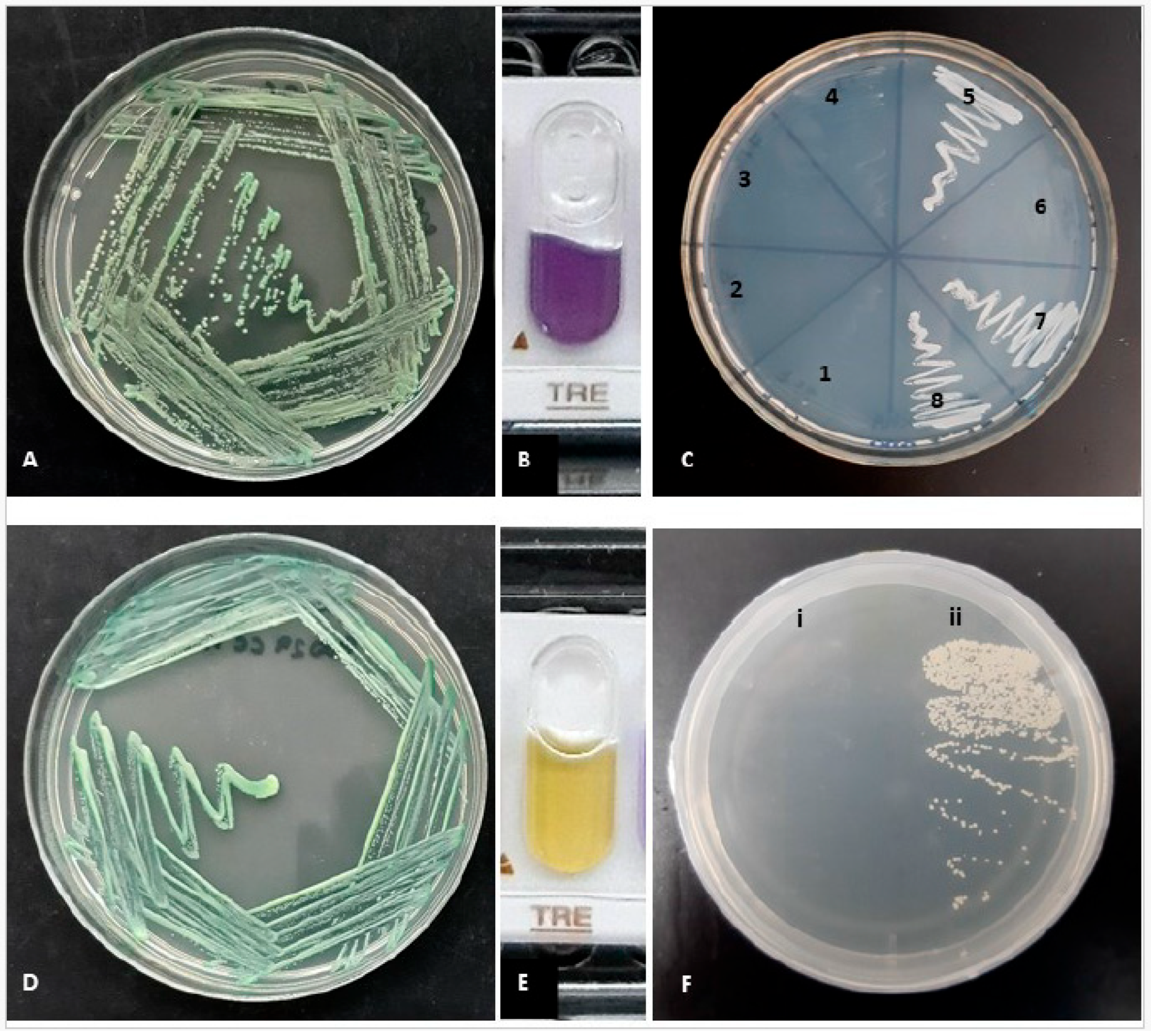 Antibiotics 14 00712 g001