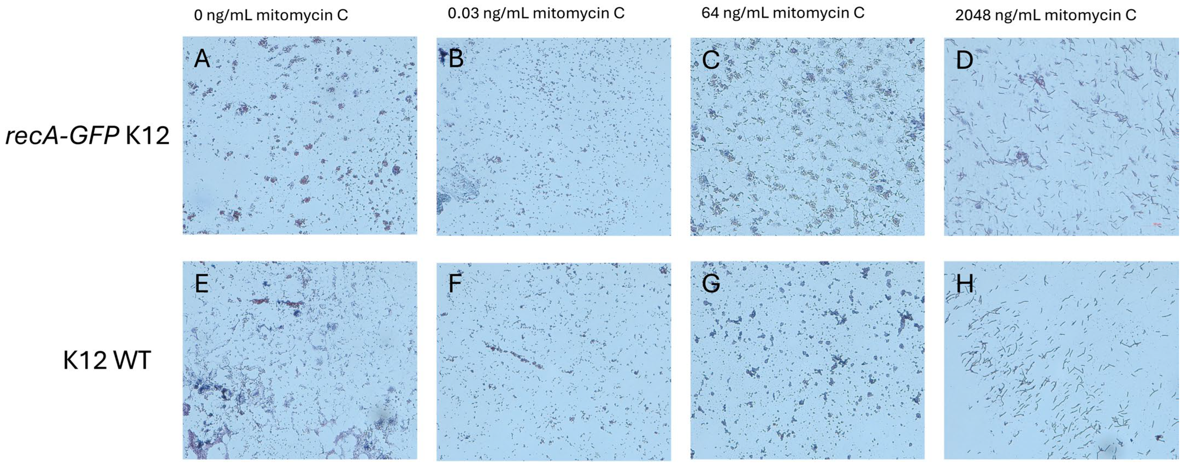 Antibiotics 14 00714 g0a3