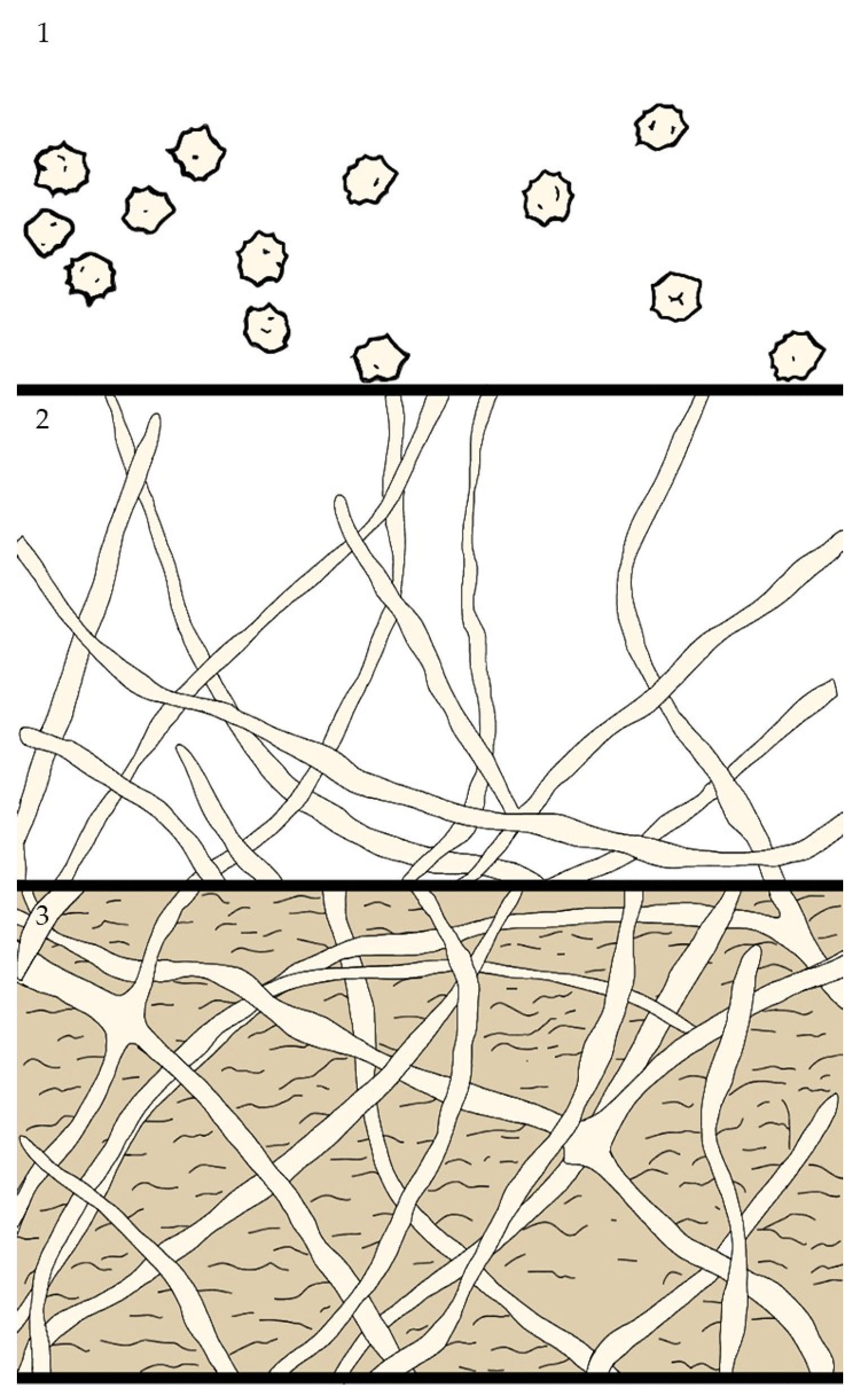 Antibiotics 14 00718 g003 Antibiotics 14 00718 g003