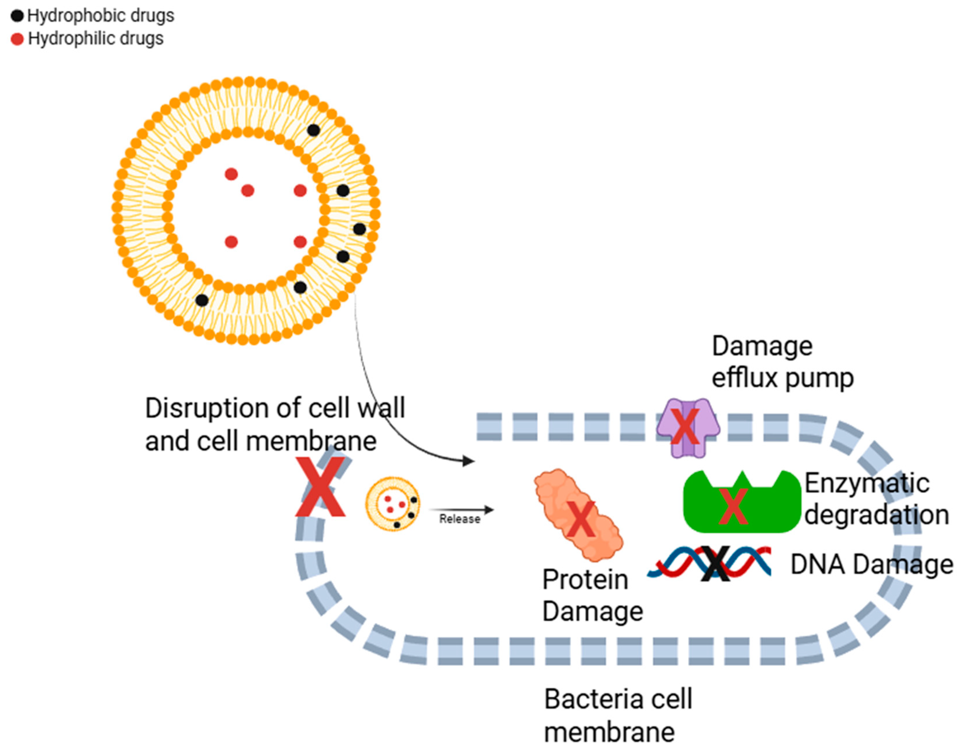 PRセル Cell Type-Specific Expression of Purinergic P2X Receptors in