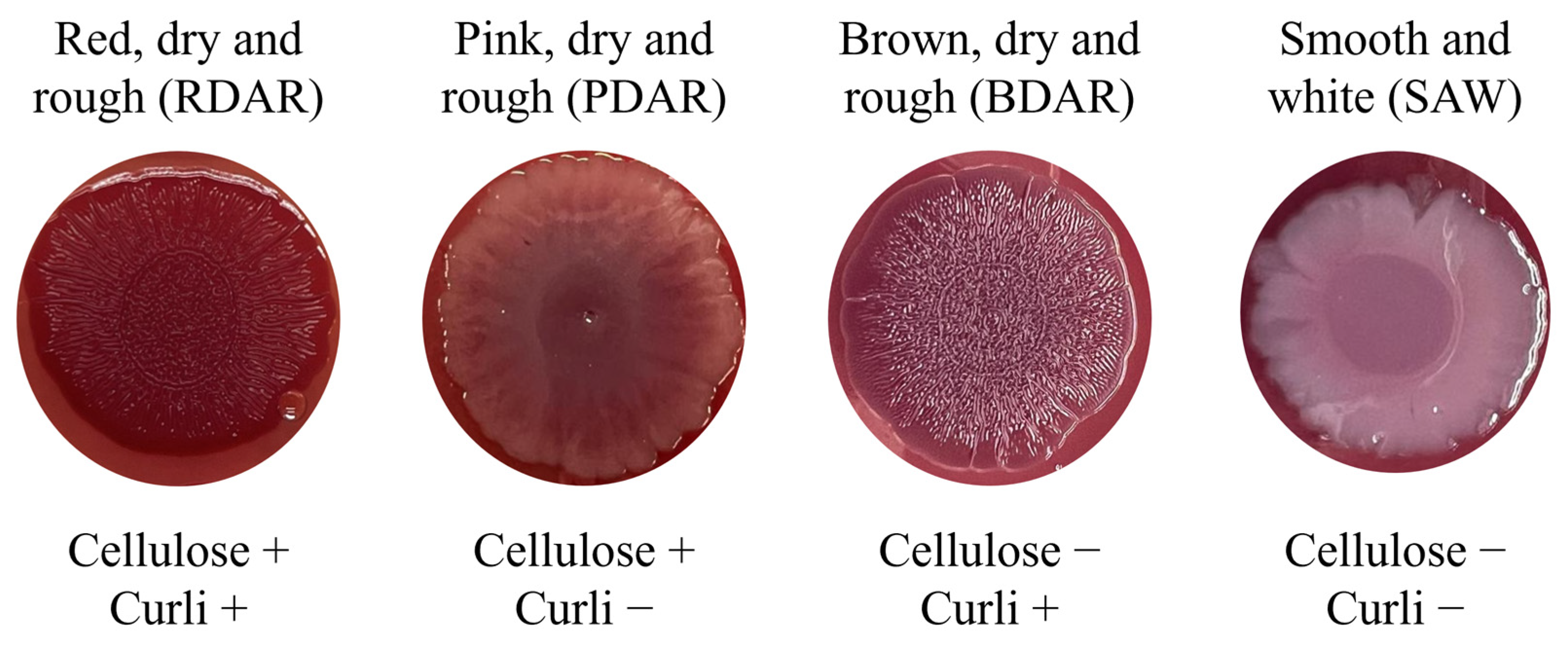 Antibiotics 14 00744 g001