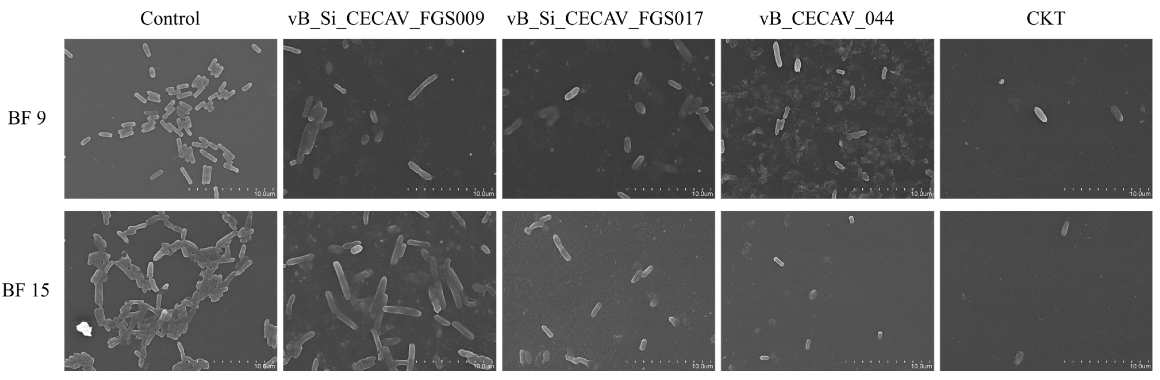 Antibiotics 14 00744 g009