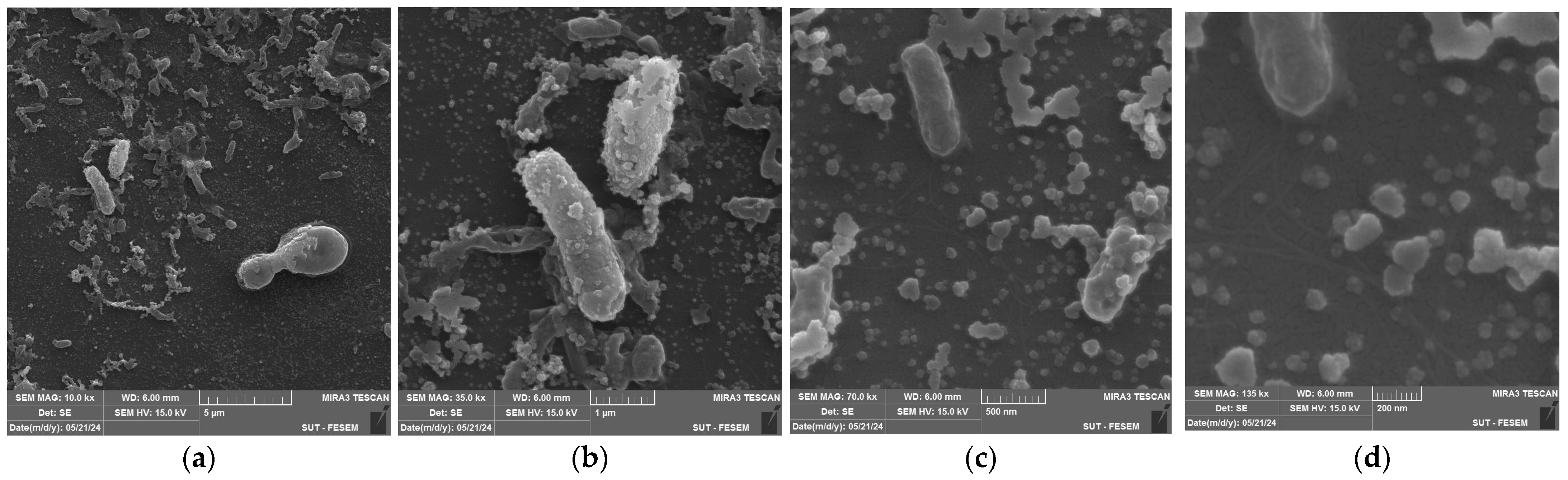 Antibiotics 14 00776 g004 Antibiotics 14 00776 g004