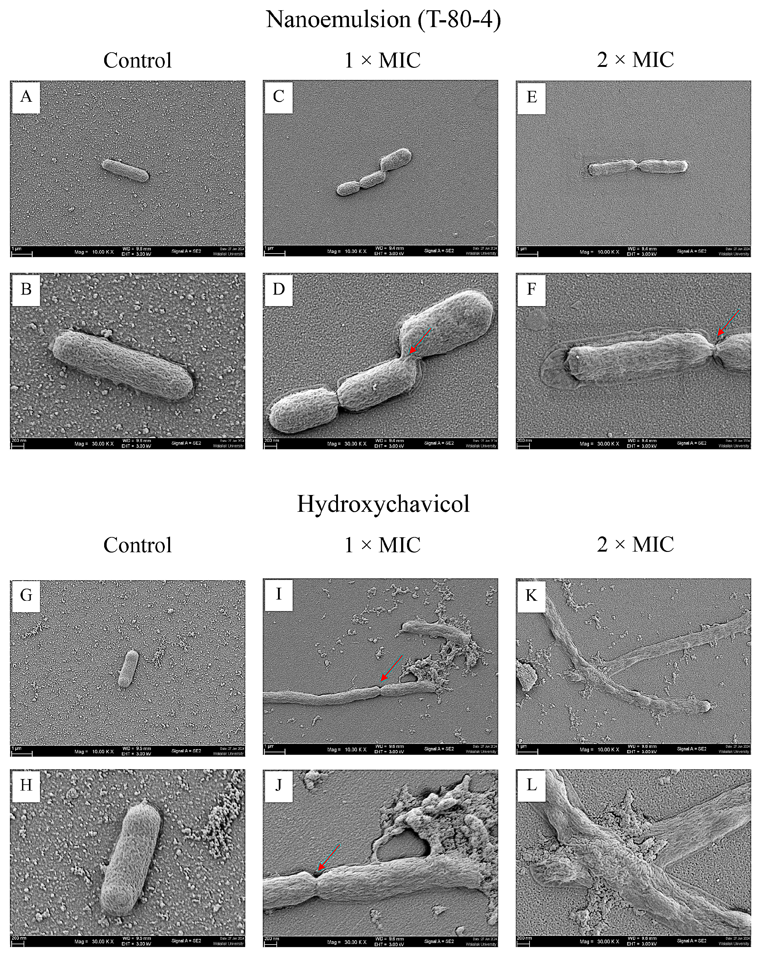Antibiotics 14 00788 g005 Antibiotics 14 00788 g005