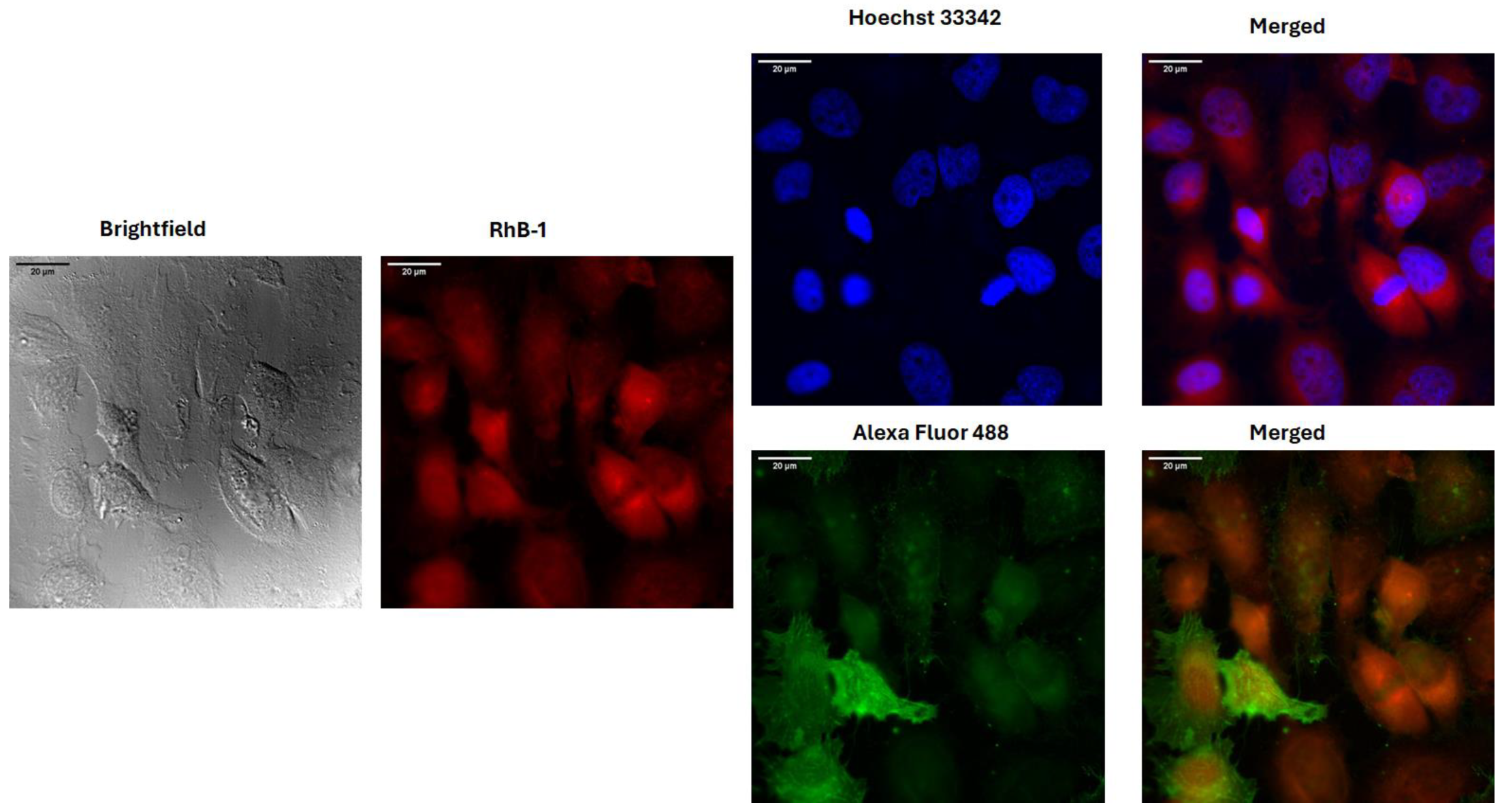 Antibiotics 14 00793 g004