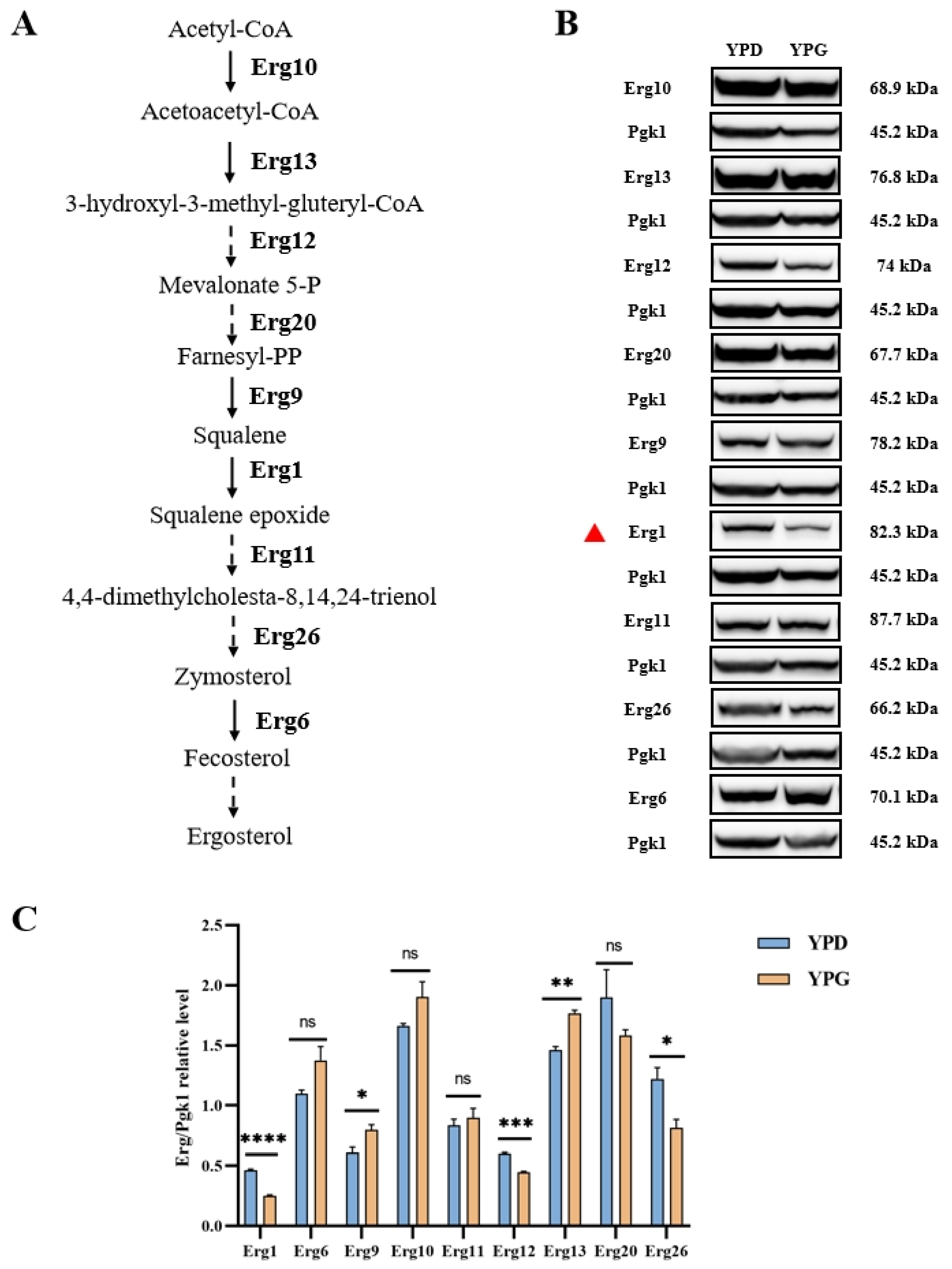 Antibiotics 14 00799 g004 Antibiotics 14 00799 g004