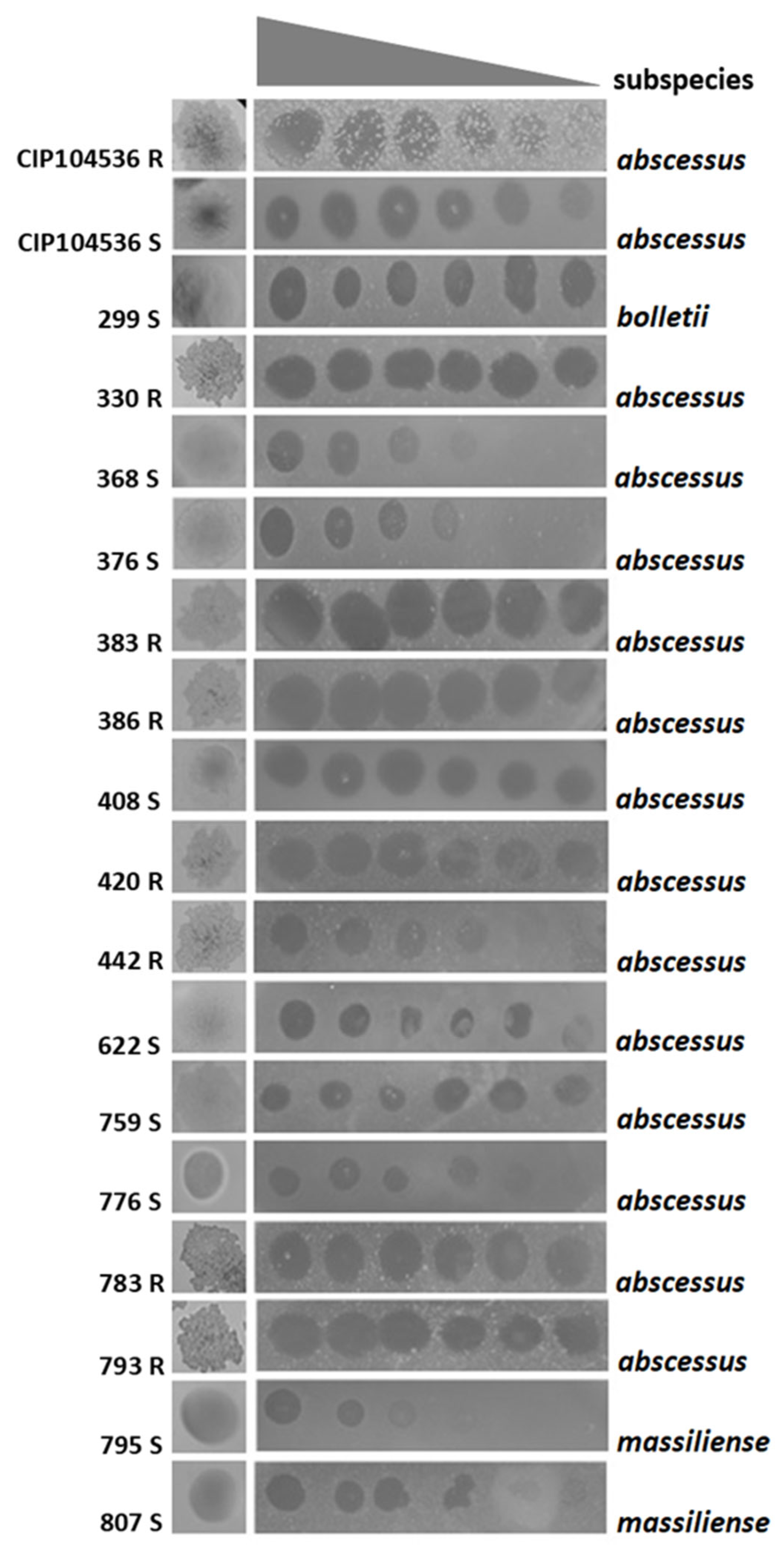Antibiotics 14 00801 g002